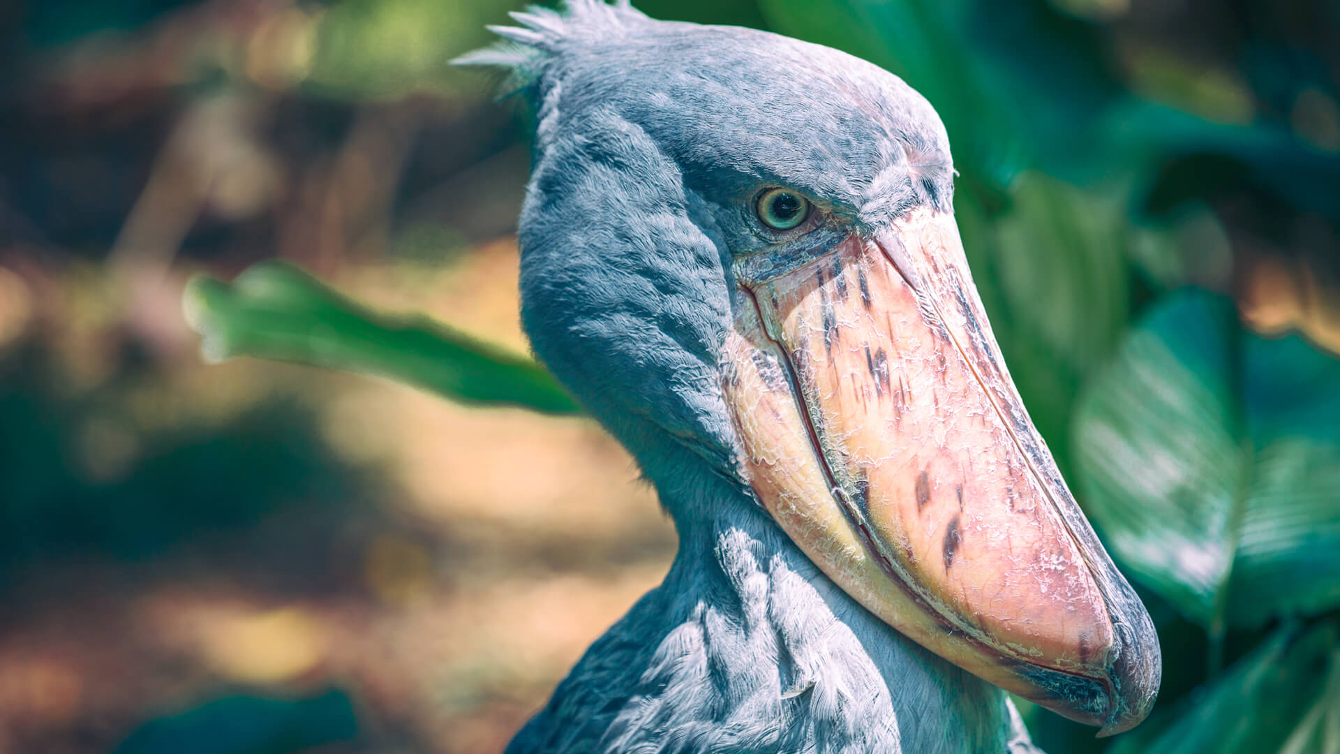 The unmistakable face of a shoebill. One of many species of bird to see in Uganda