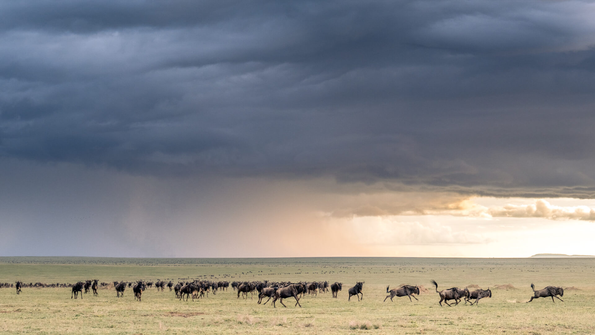 A stormy sky of over the endless plains of the Serengeti where wildbeest roam