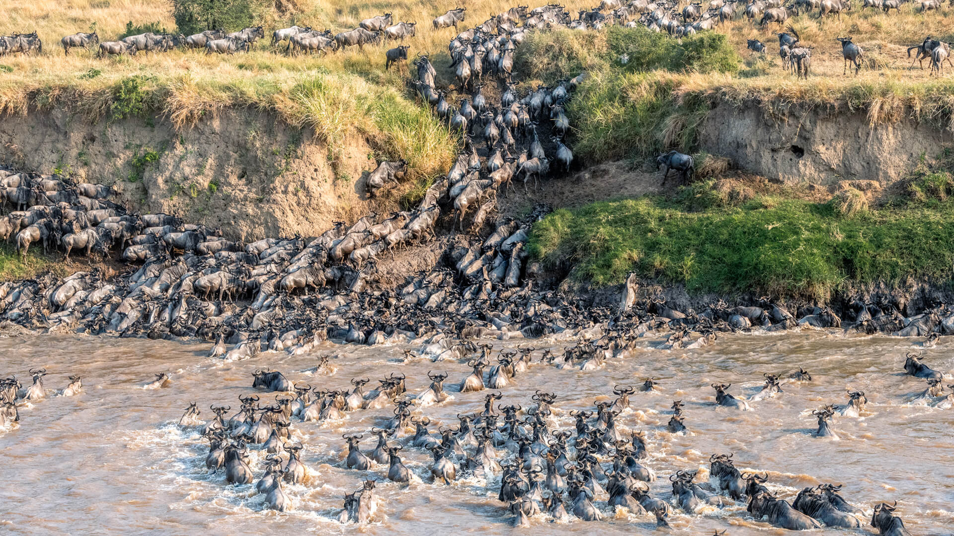 A thrilling river crossing of migratin wildebeest, Serengeti, Tanzania