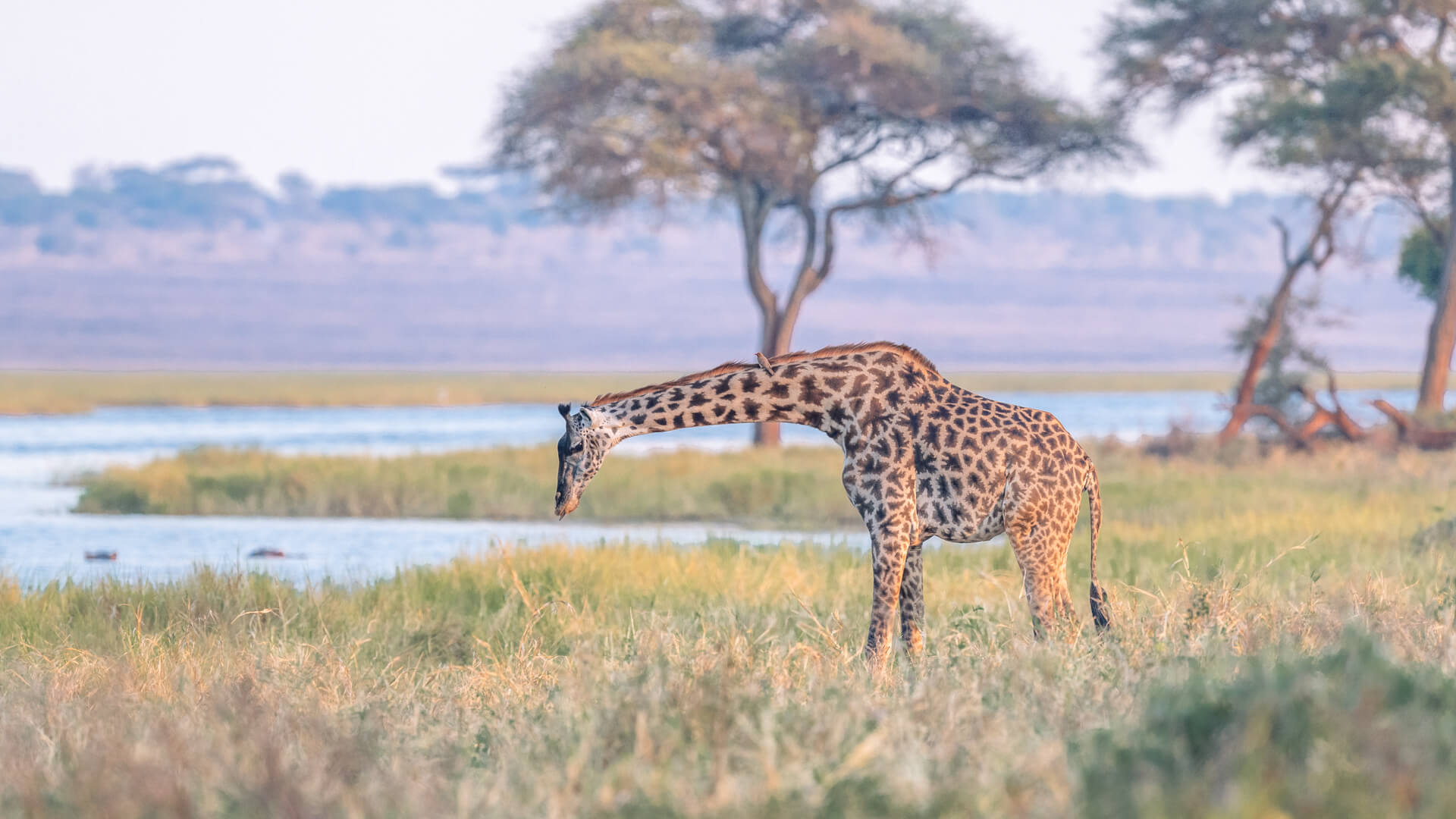 A young giraffe approaches a river with hippos, Tanzania