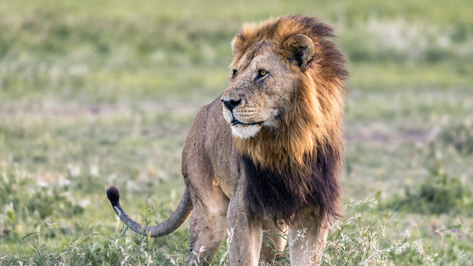 A young male lion, Serengeti, Tanzania