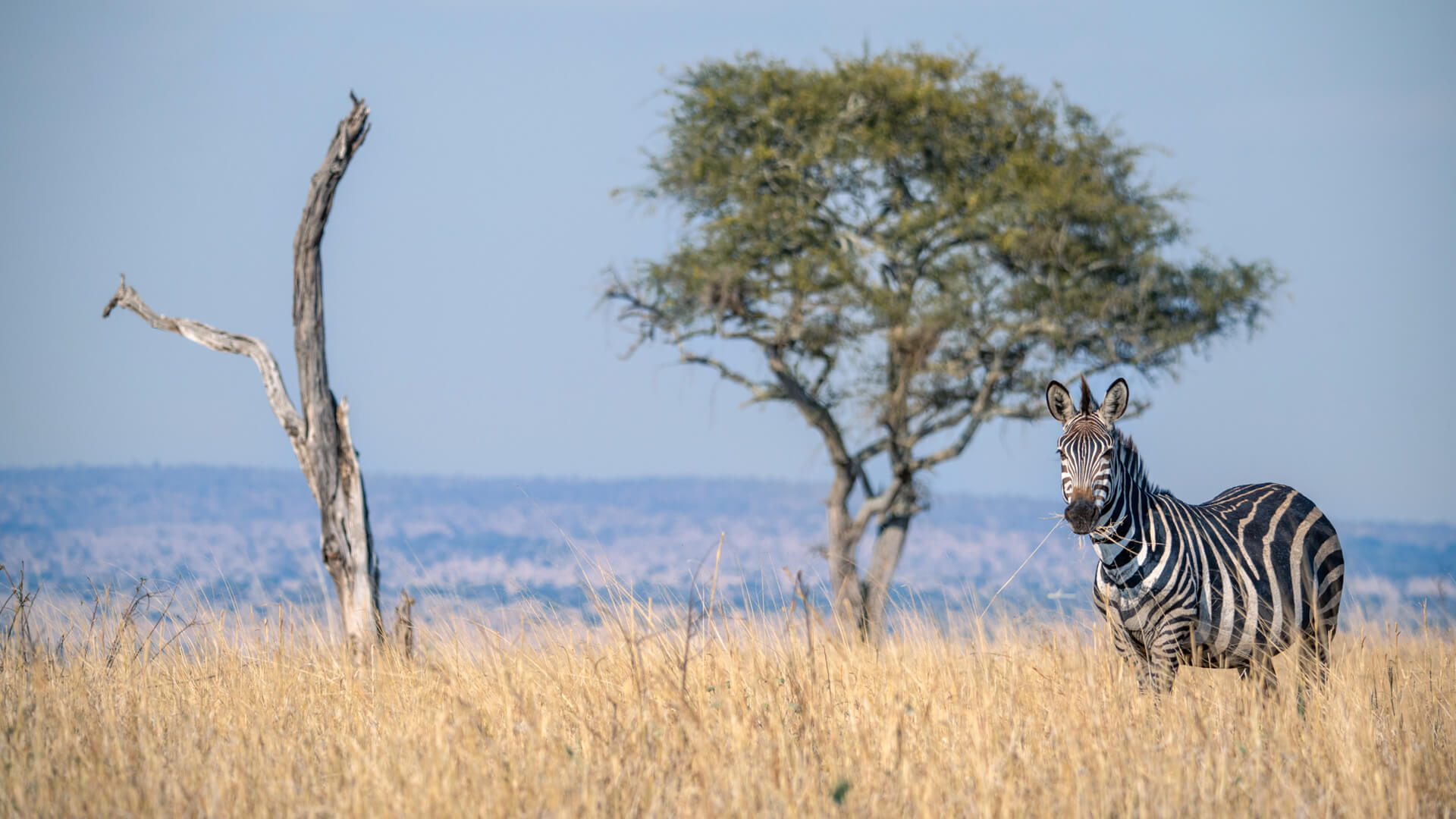 A single zebra grazes on the dry grass with trees in the background