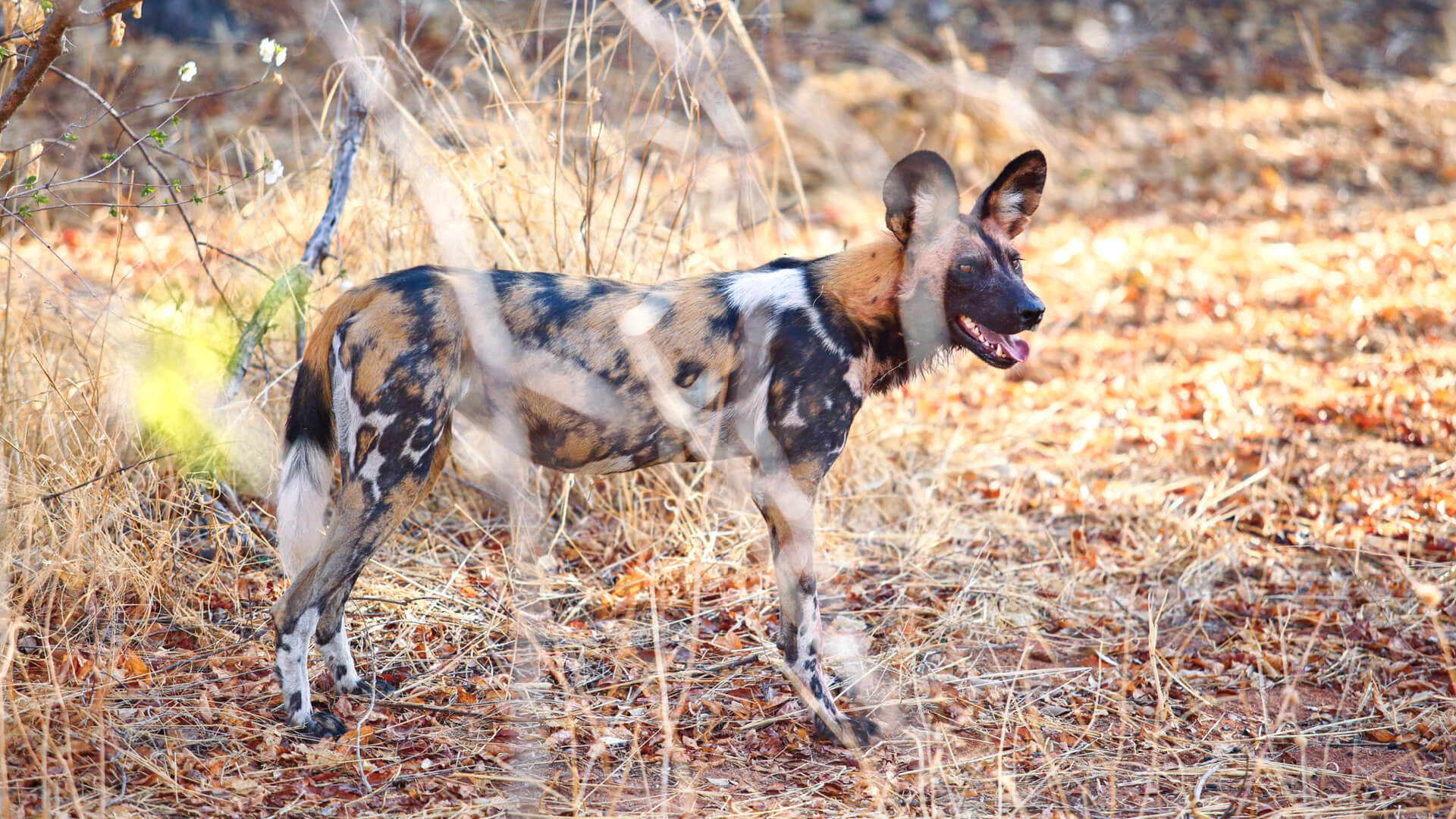 African wild dog in Ruaha National Park