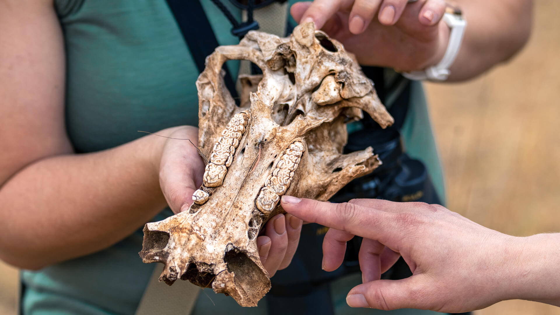 An Asilia guide shows guests an animal skull, Tarangire