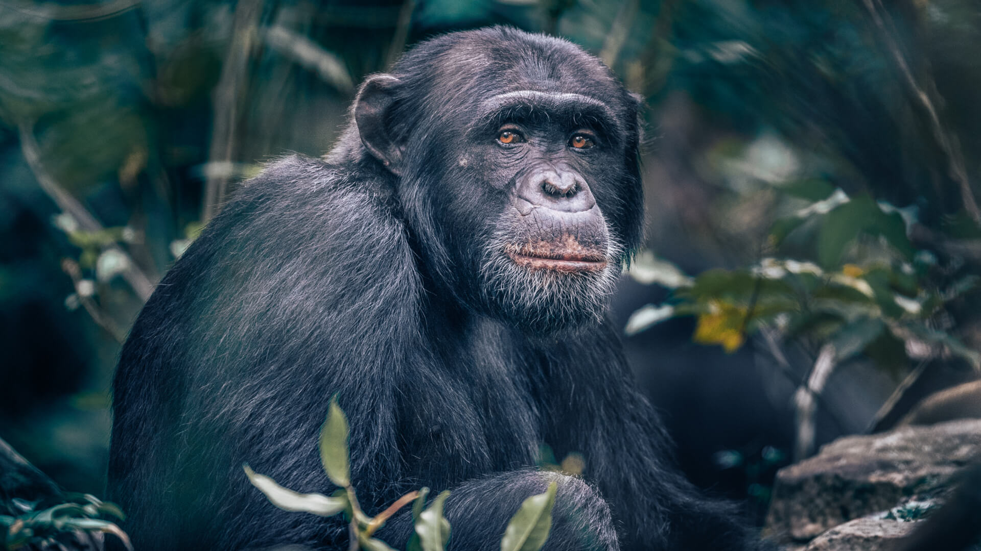 An male chimpanzee in the forest canopy