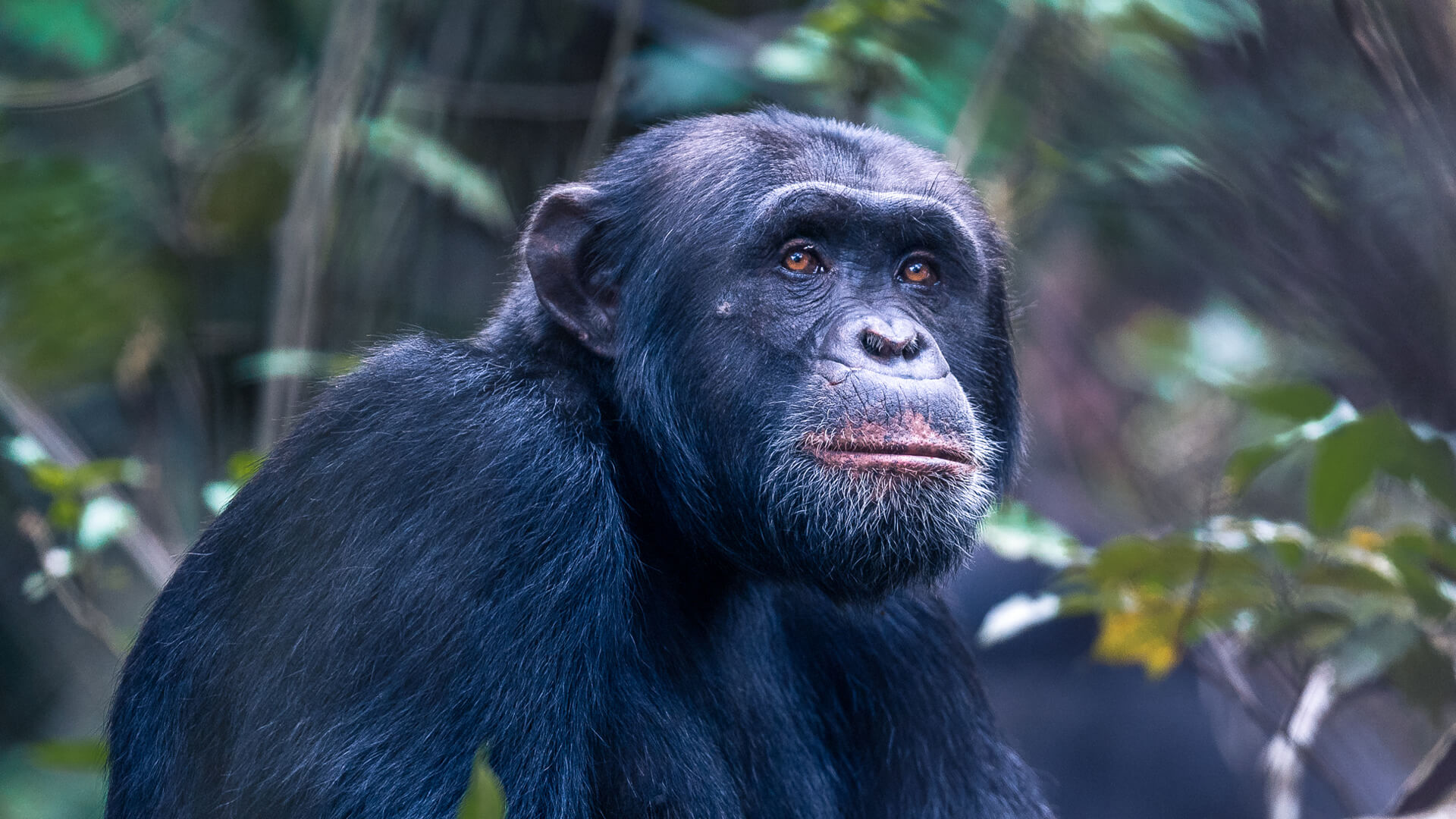 An alpha male chimpanzee - Rubondo Island