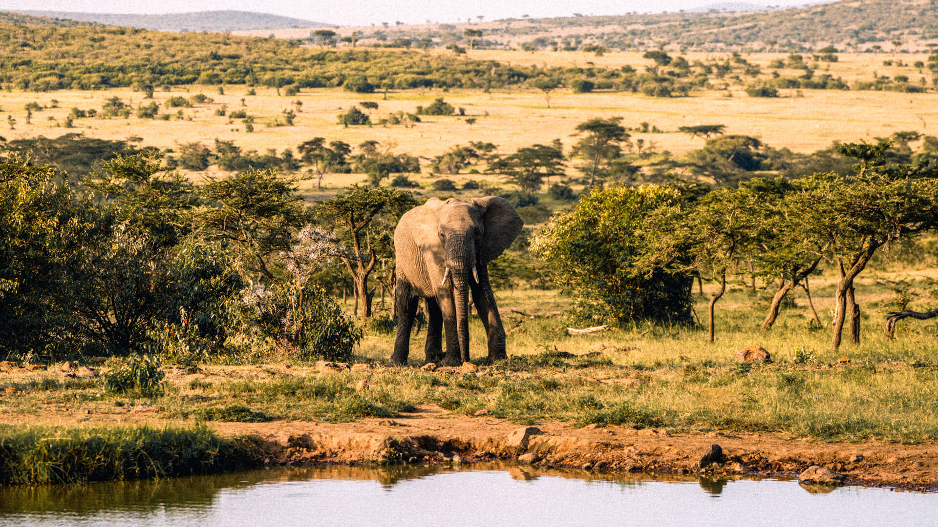 An elephant approaches a waterhole, kenya