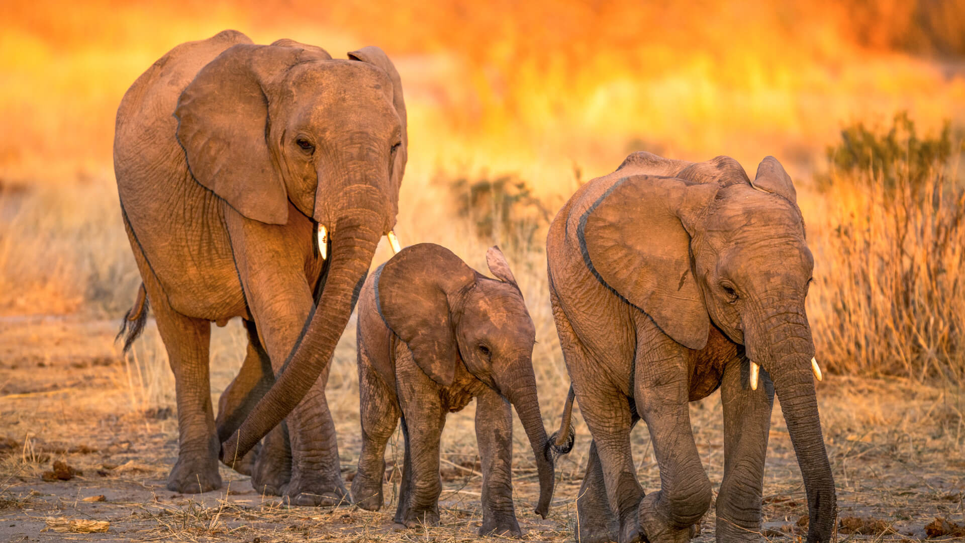 Two adult elephants and a baby - family safari