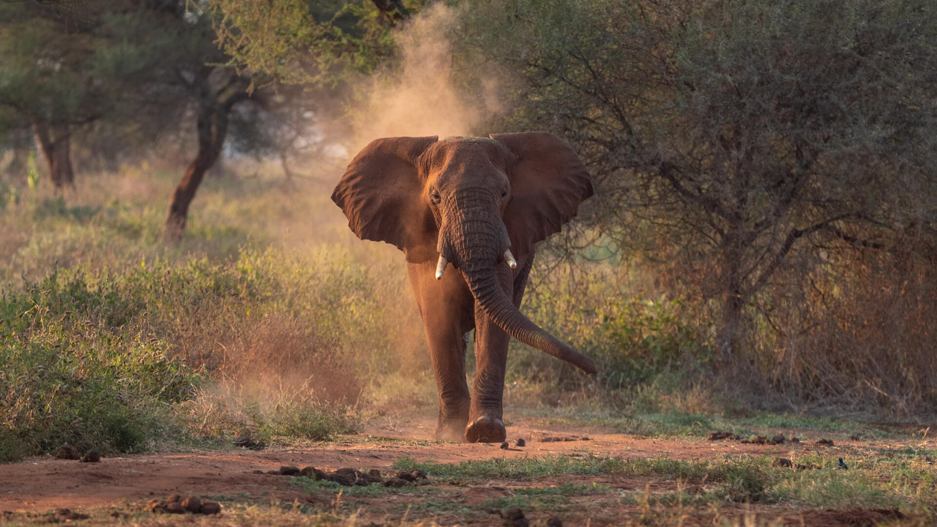 A single elephant approaches the camera as it emerges from the bush in Tarangire, Tanzania