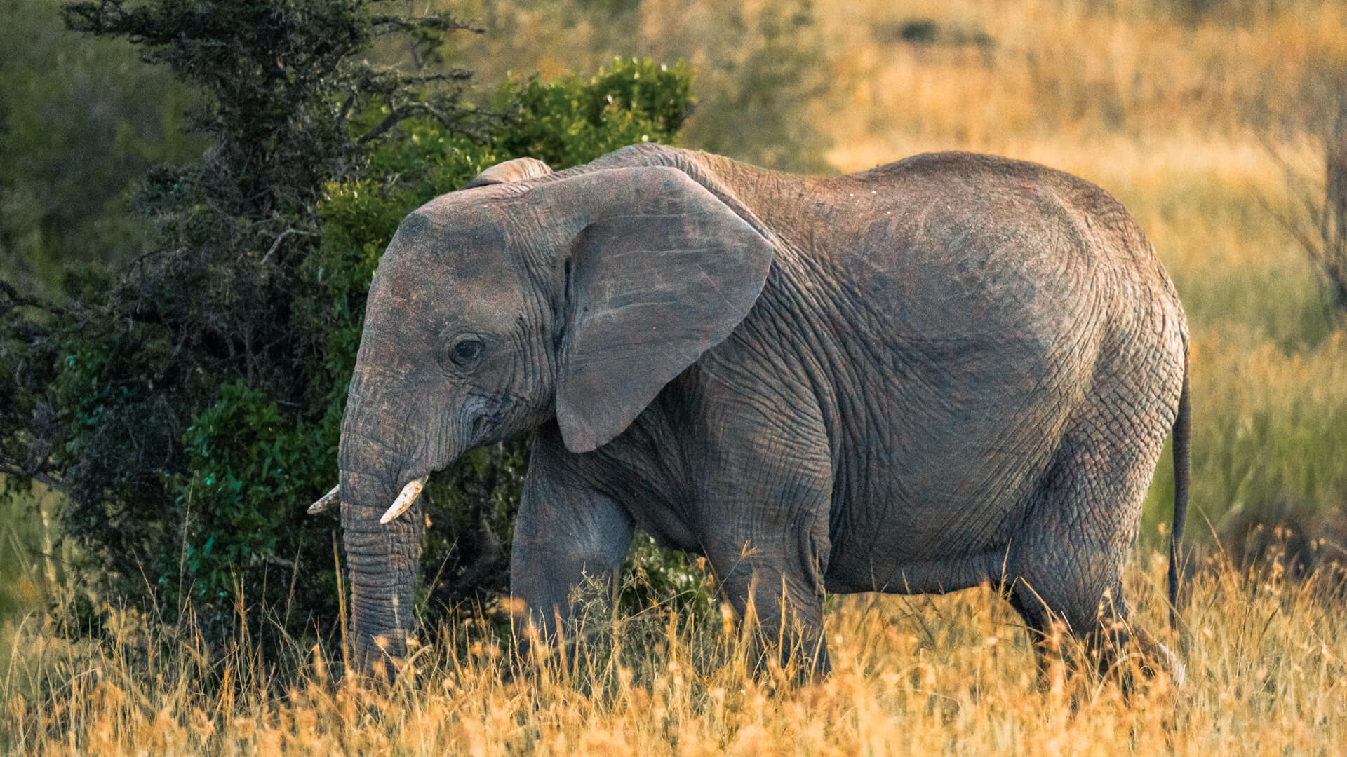 An elephant grazing in the Mara Naboisho Conservancy, Kenya