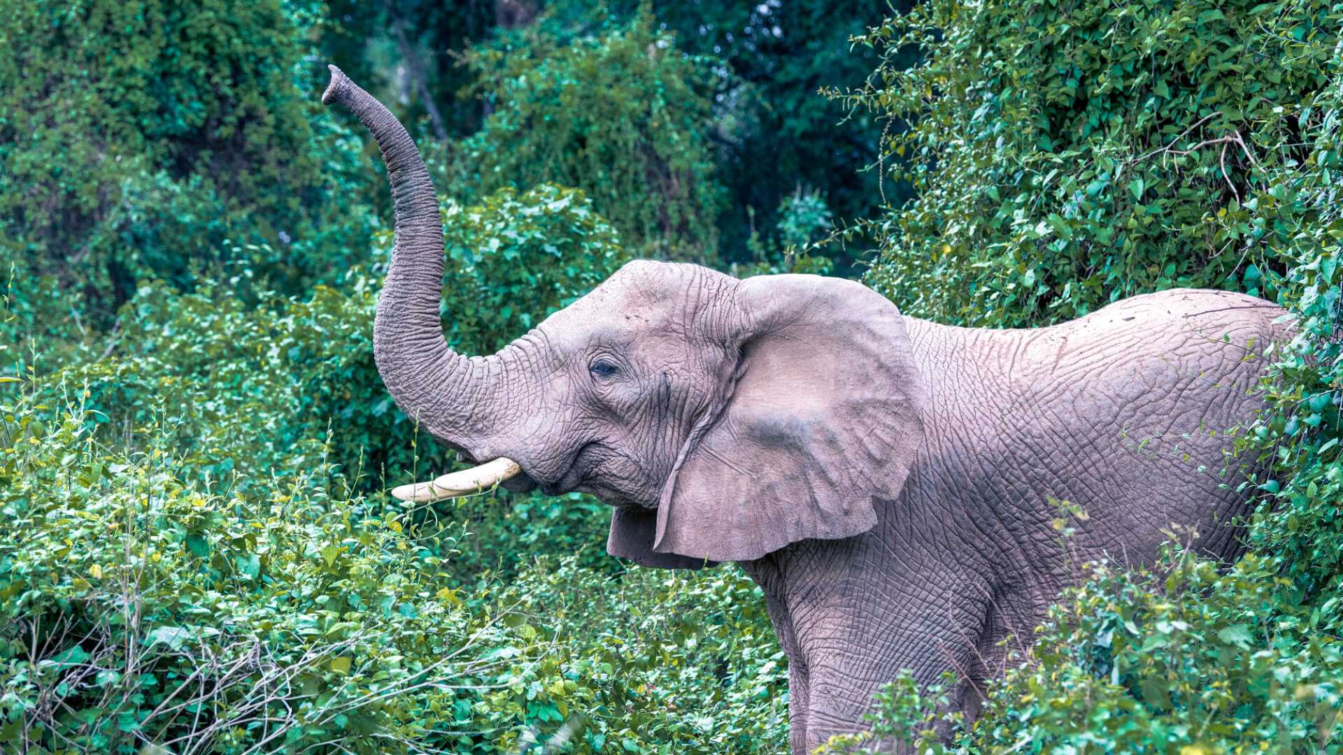 An elephant raises its trunk - Rubondo Island