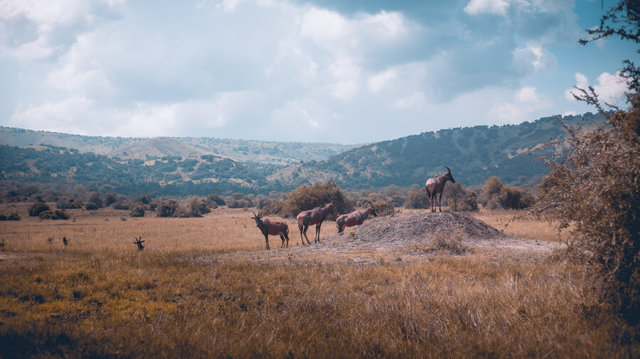 The dry landscape of Akagera National Park where antelope graze