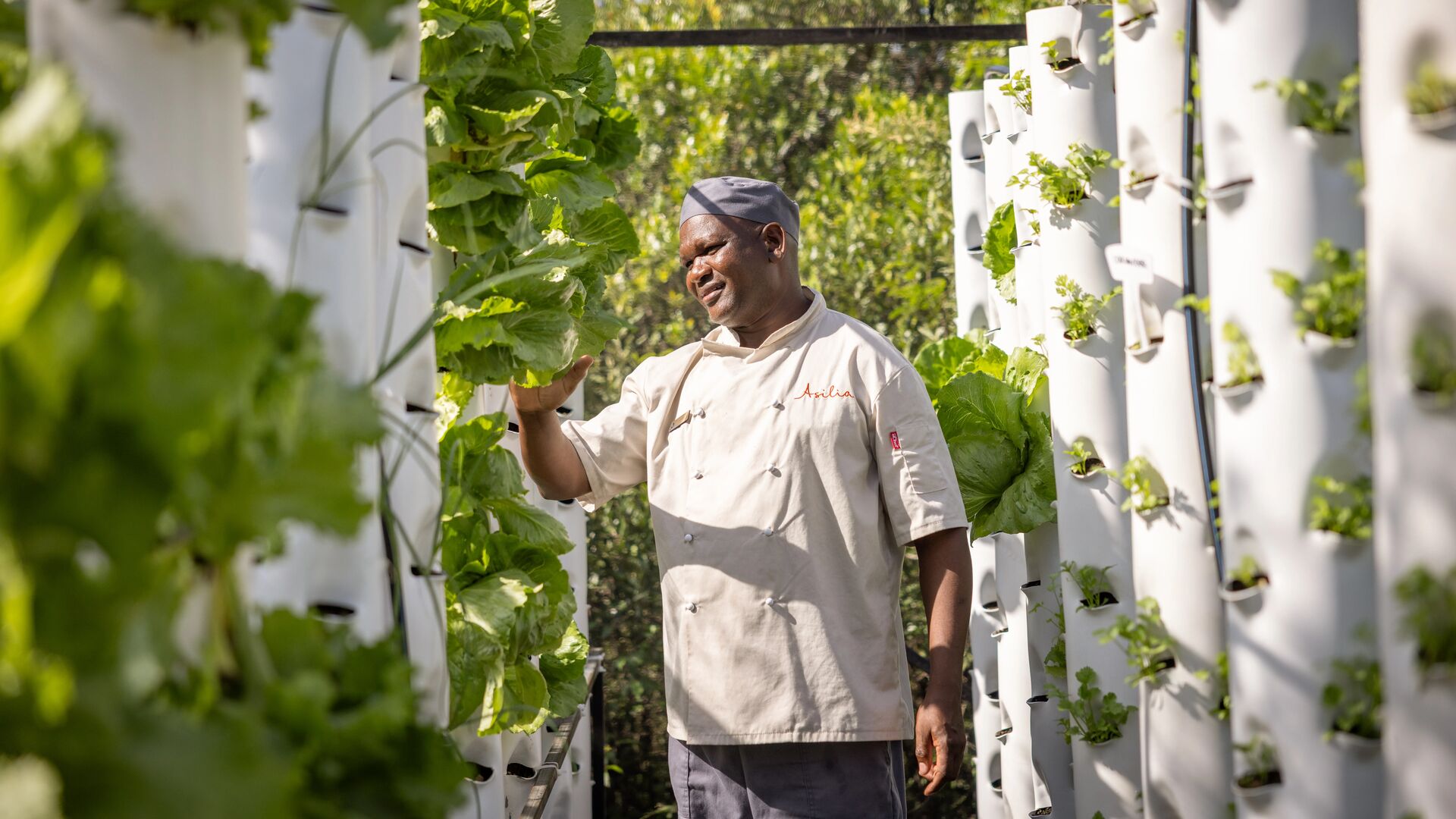 A chef inspects leafy greens growing in vertical garden towers within a lush, sustainable camp garden.