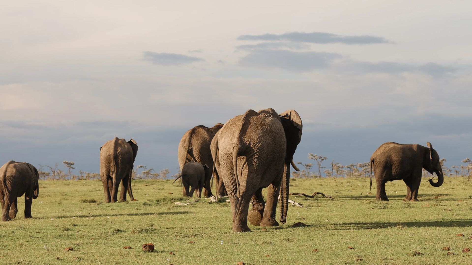 A group of elephants walking across grassy savannah with distant hills and scattered trees