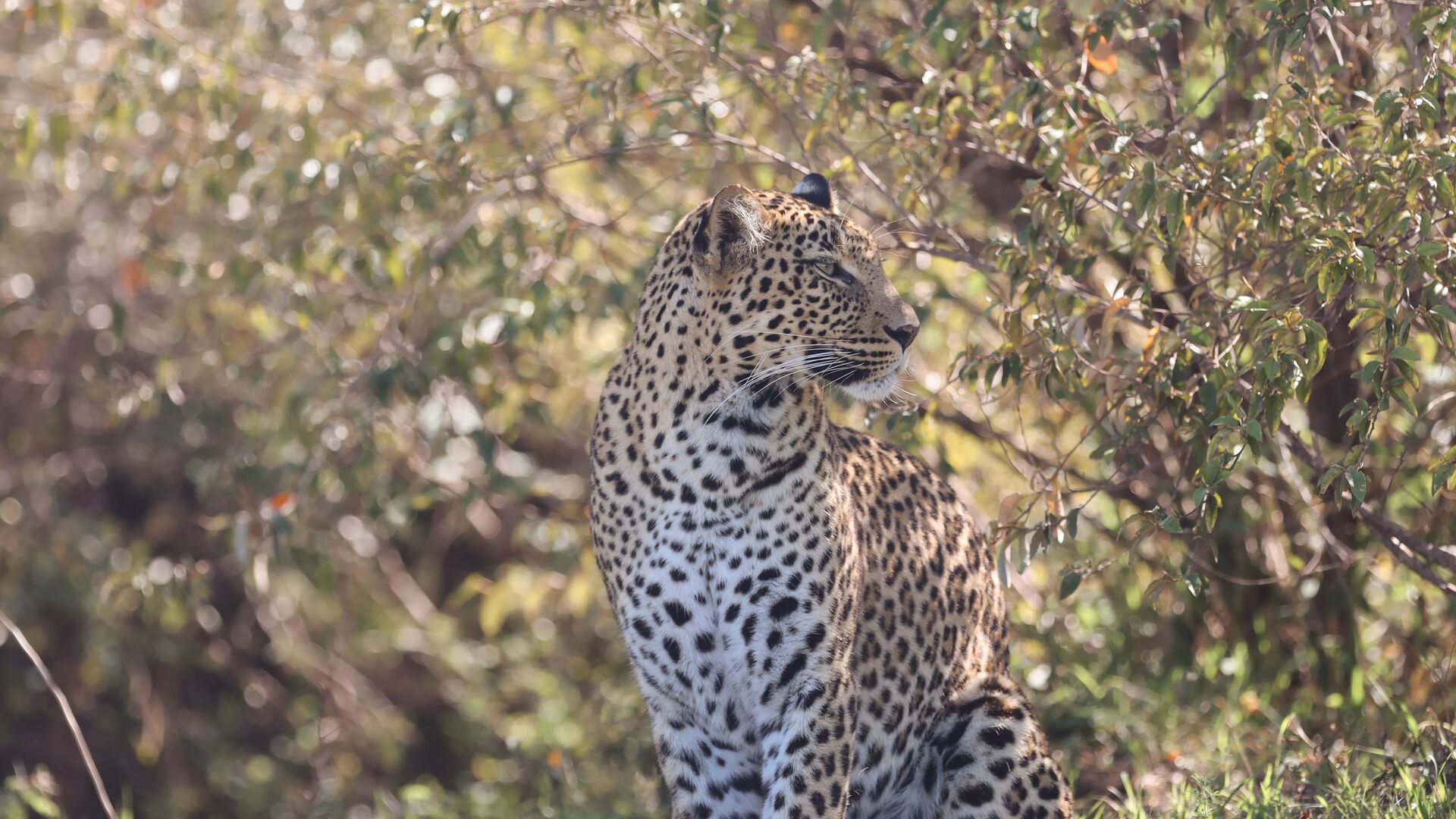 A leopard sitting among trees and foliage, looking to the side with sunlight filtering through