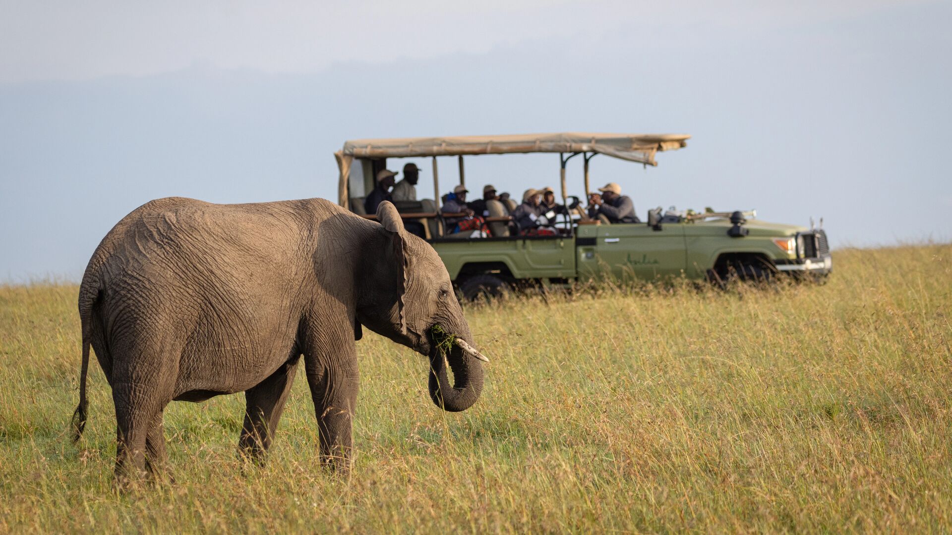 An elephant walks through tall grass while guests watch from a safari vehicle in the background.
