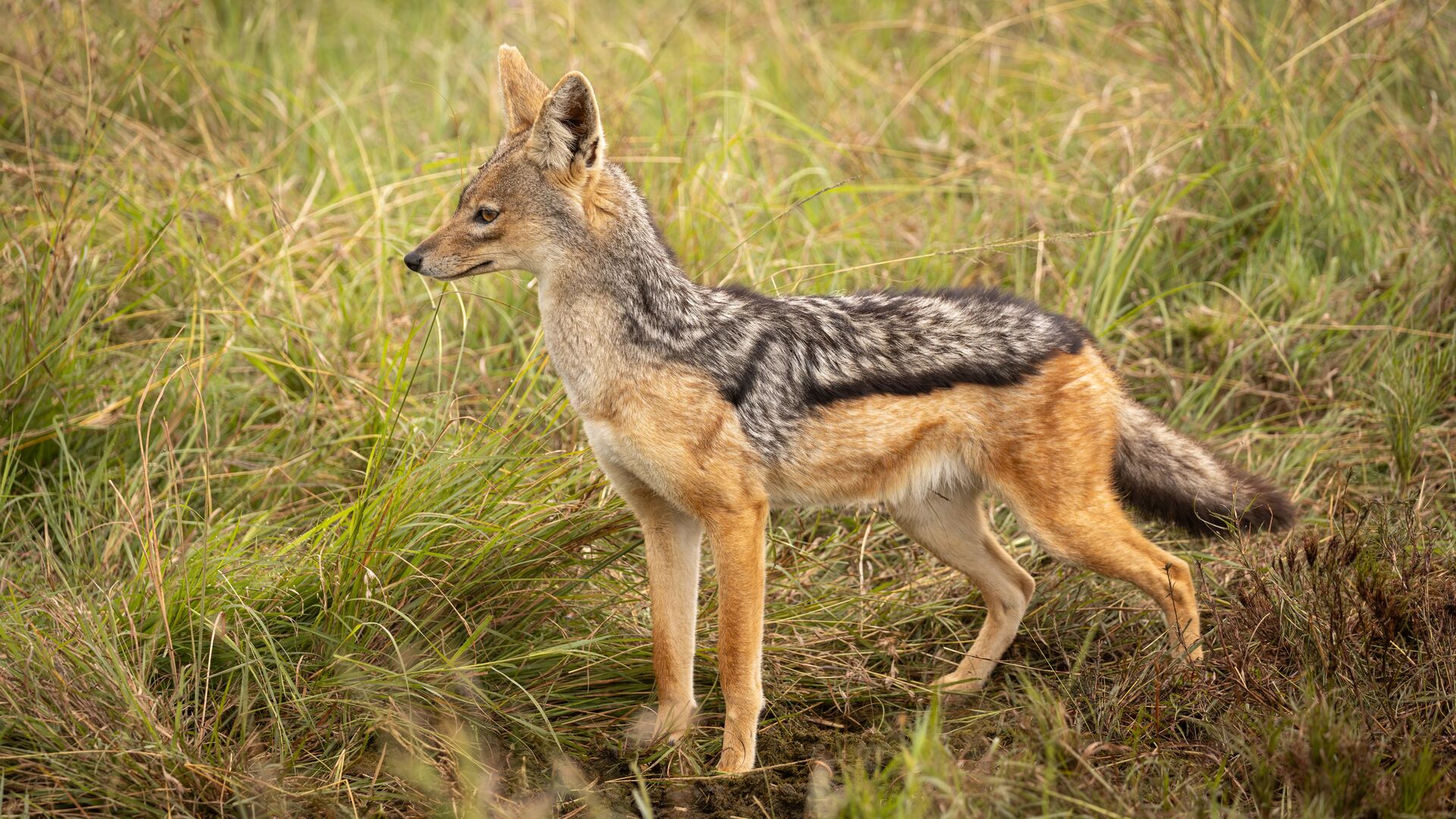 A black-backed jackal stands in tall savannah grass, ears pricked and body poised, with its distinctive dark saddle marking visible.