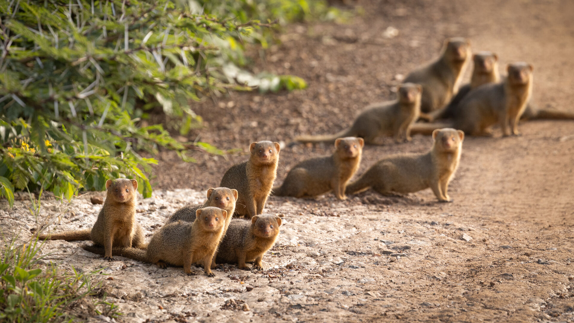 A group of small mongoose animals sitting and standing together on a dirt track.