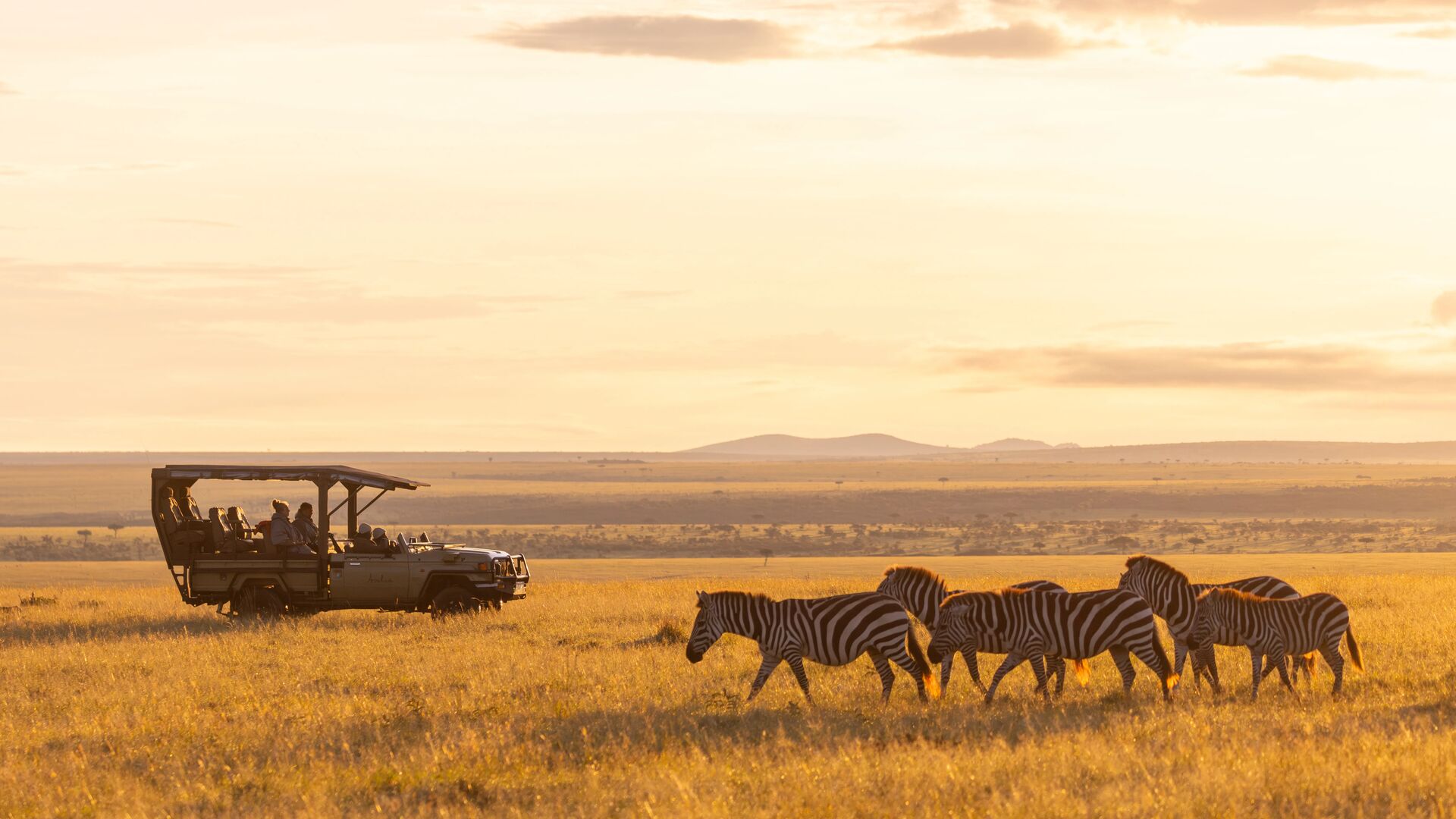 A herd of zebra walks across sunlit grassland as guests watch from a safari vehicle at sunset, with open plains stretching into the distance.