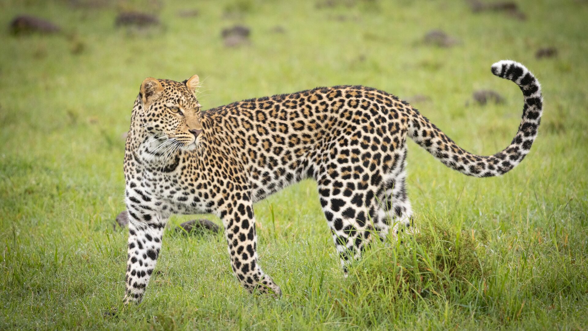 A leopard walks alertly through green savannah grass, its spotted coat and raised tail clearly visible against the open plains of the Naboisho Conservancy.