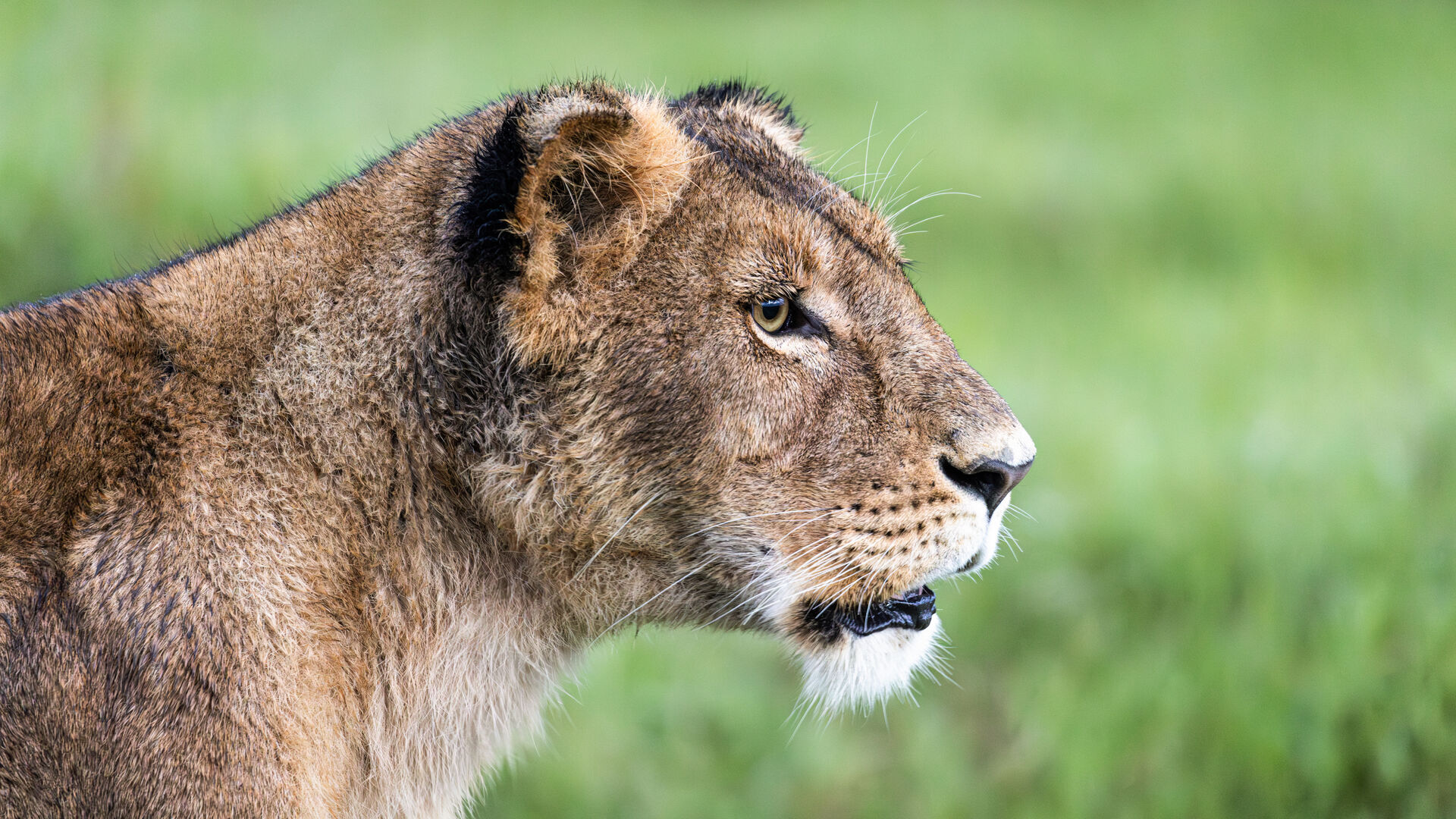 Close-up side profile of a lioness looking across green grassland.