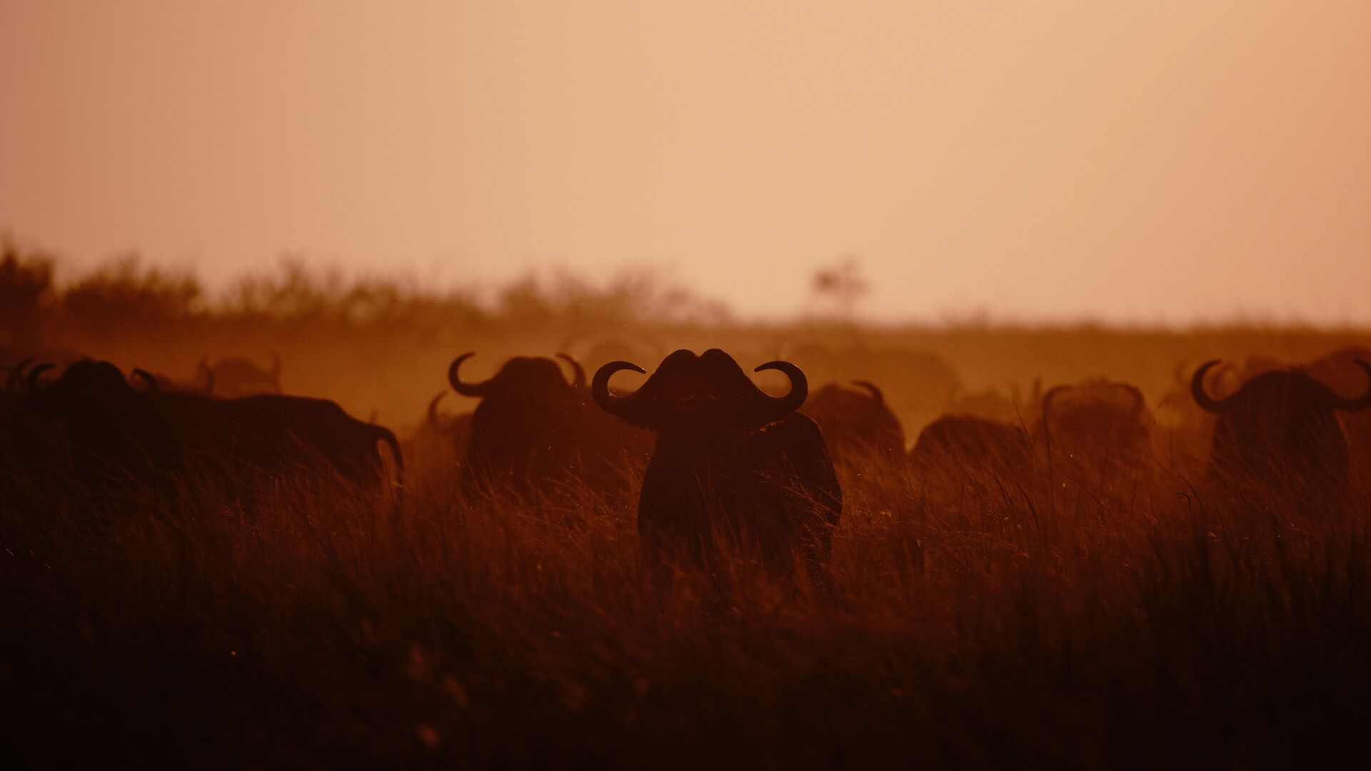 A herd of buffalo appears in silhouette as they move through tall grass, dust rising in warm sunset light across the African plains.