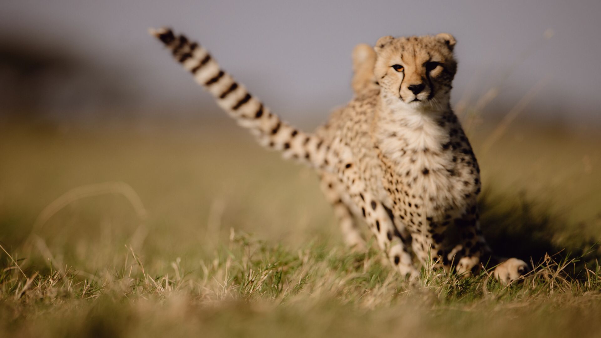 A young cheetah runs through the short savannah grass, tail raised and eyes alert, with soft-focus plains stretching behind it.