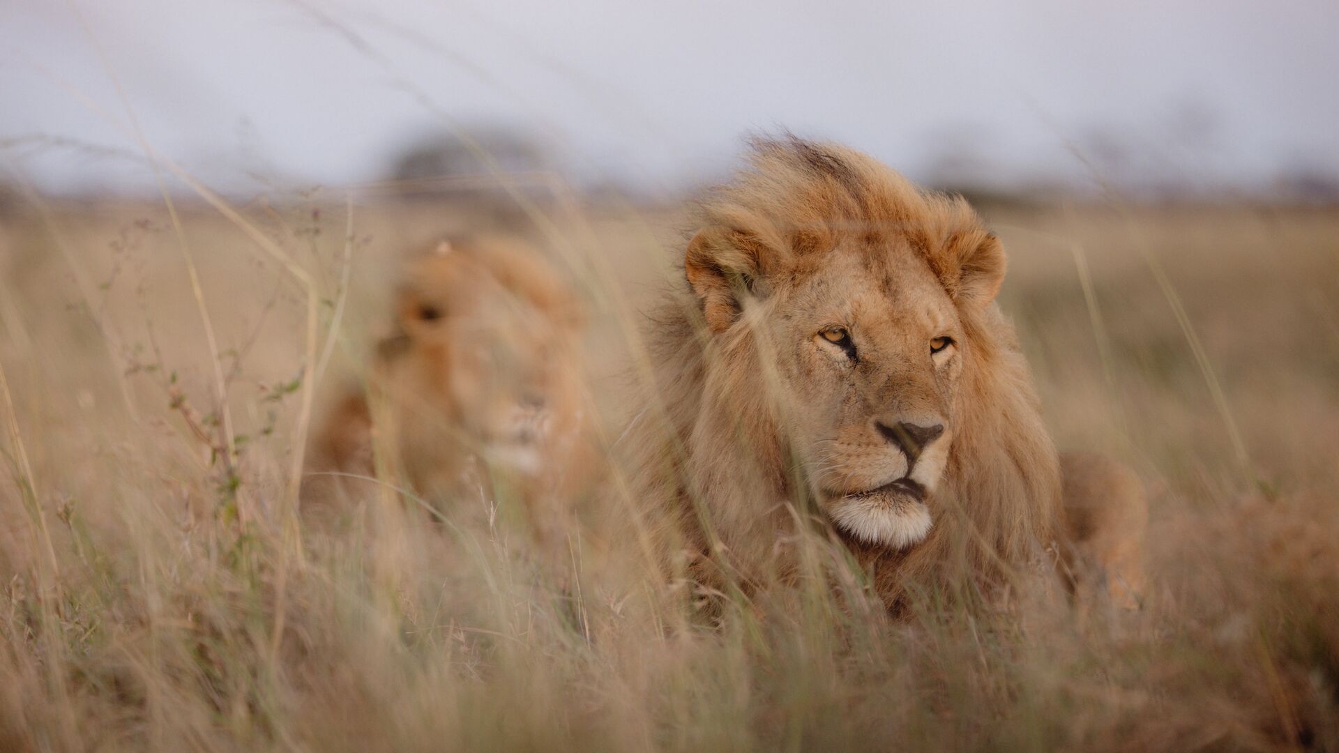 Two male lions lie partially concealed in dry grass, one in sharp focus in the foreground while the other rests behind, blending into the open plains.