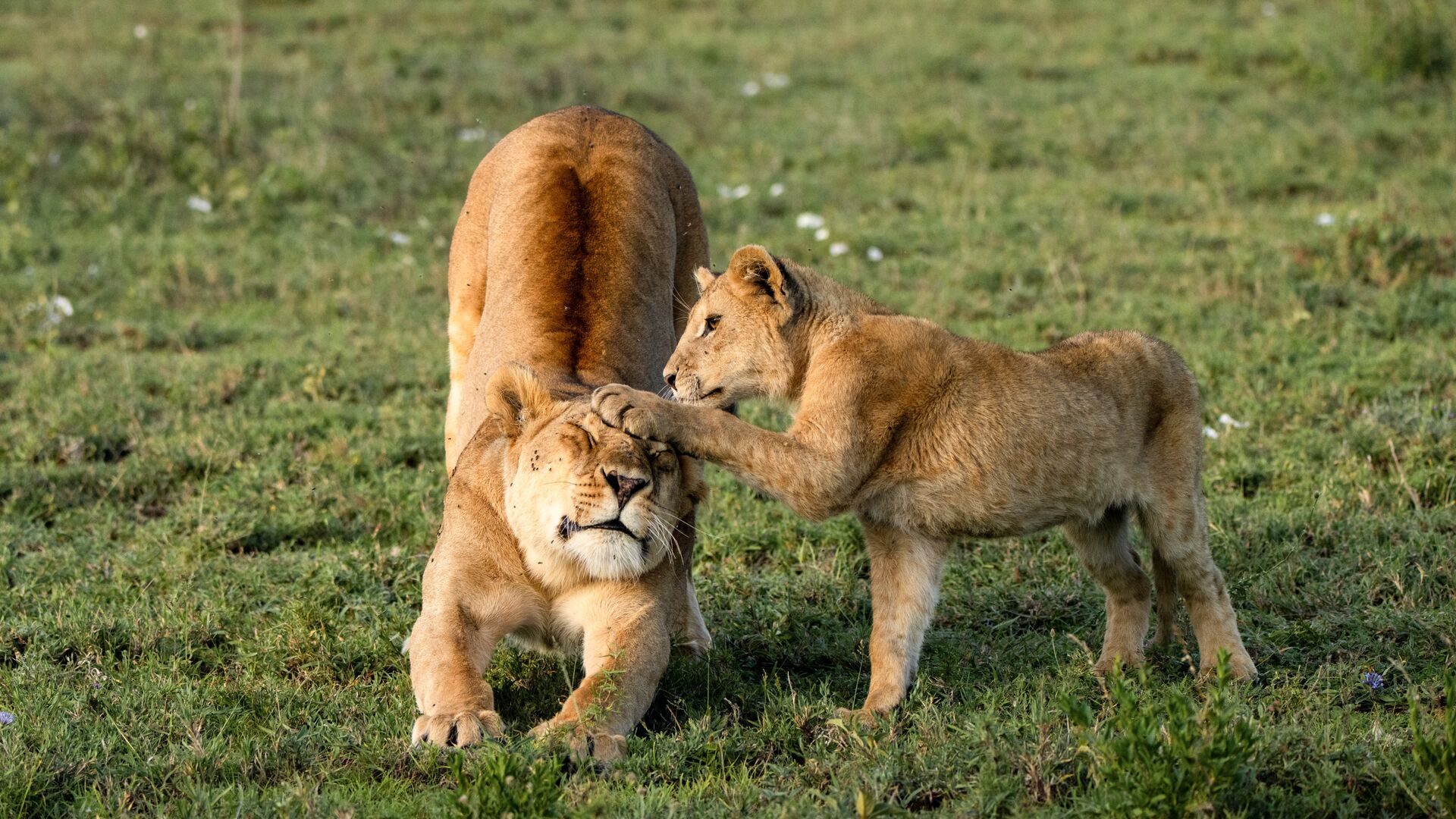 A lion cub playfully paws a resting lioness’s head as she stretches on open grassland, capturing an affectionate interaction.