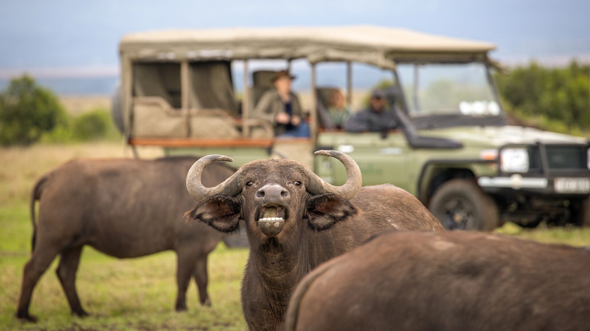A buffalo stands alert in the foreground, mouth open and horns raised, while a safari vehicle with guests watches closely in the background on open grassland.