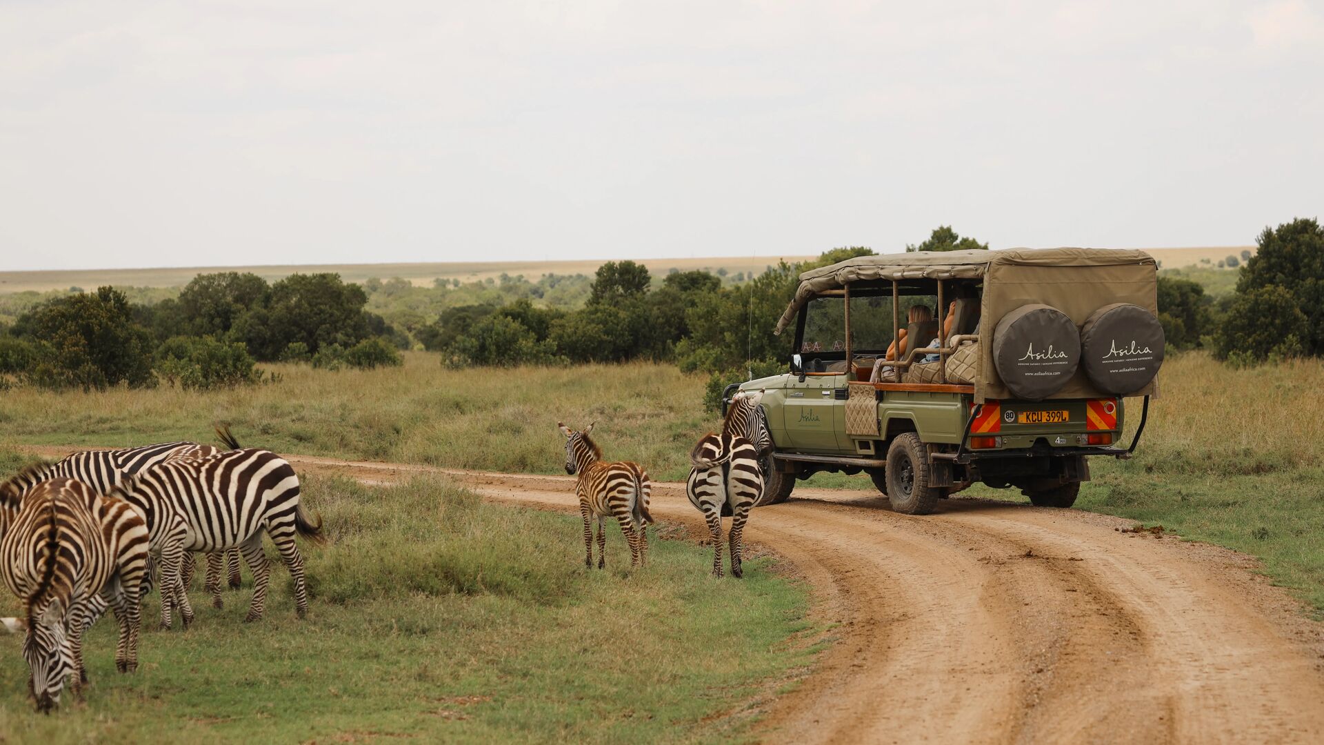A safari vehicle on a dirt road with zebras walking nearby across open grassland
