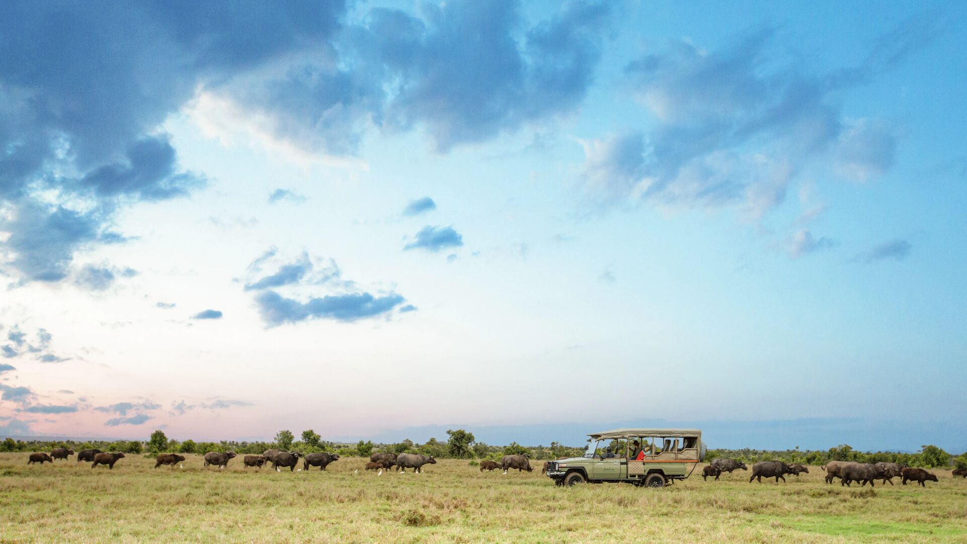 An Asilia safari vehicle follows a large herd of buffalo moving across open grassland under a dramatic blue sky at sunset, with guests observing from the vehicle.