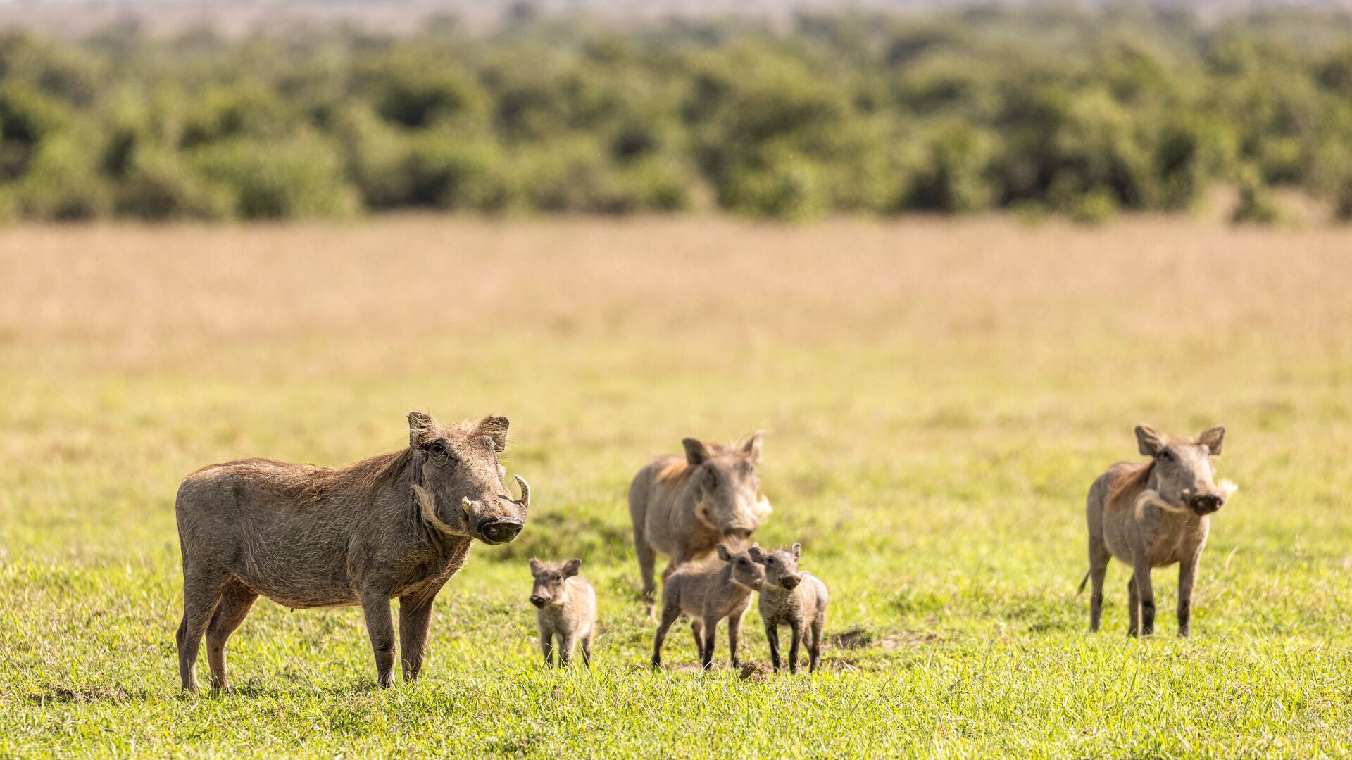 A small group of warthogs with adults and piglets stands in green grassland, alert and close together, with open savannah stretching into the distance.