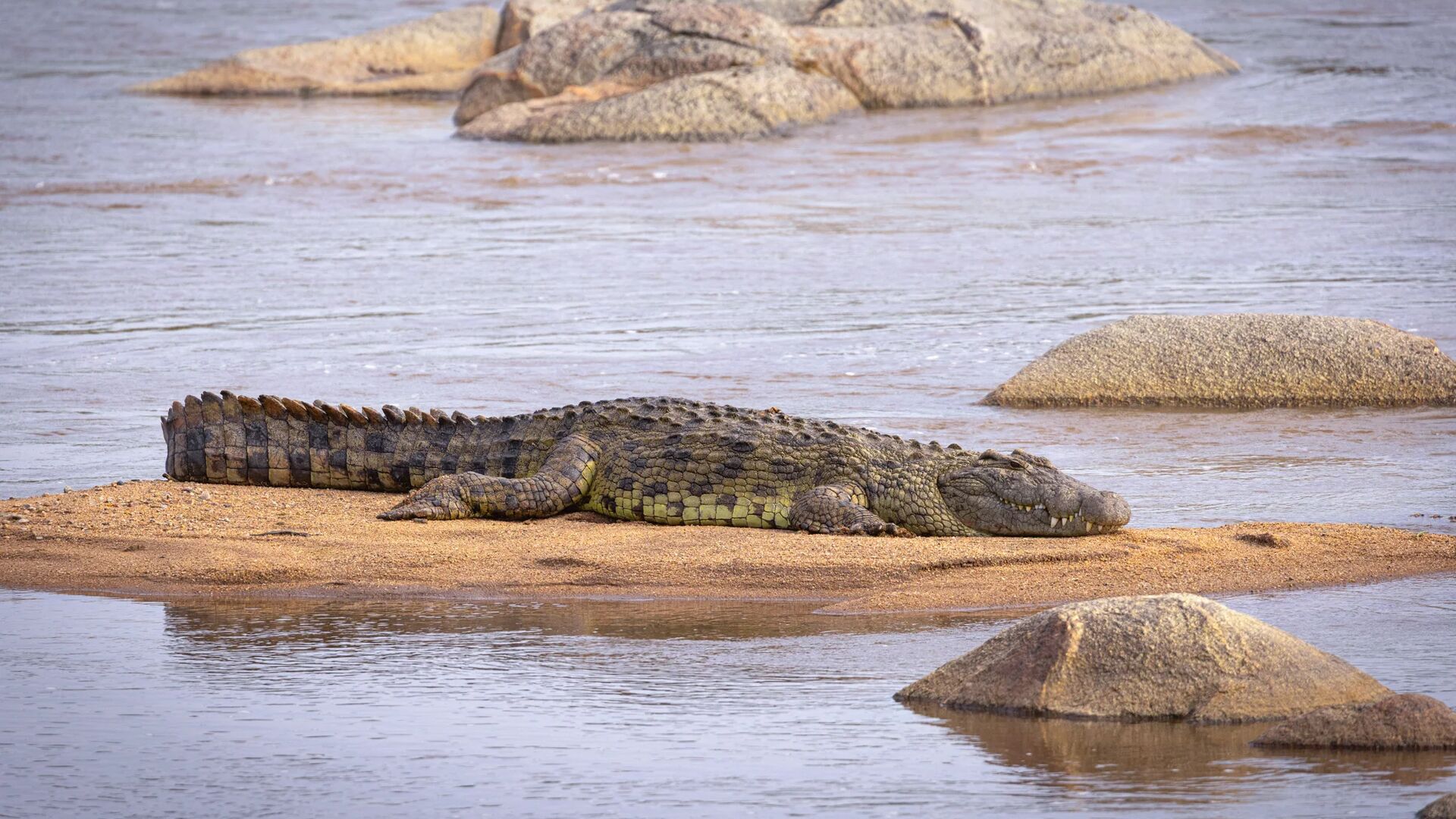 A large crocodile lies on a sandy riverbank surrounded by shallow water and smooth rocks, resting motionless in a calm river setting.
