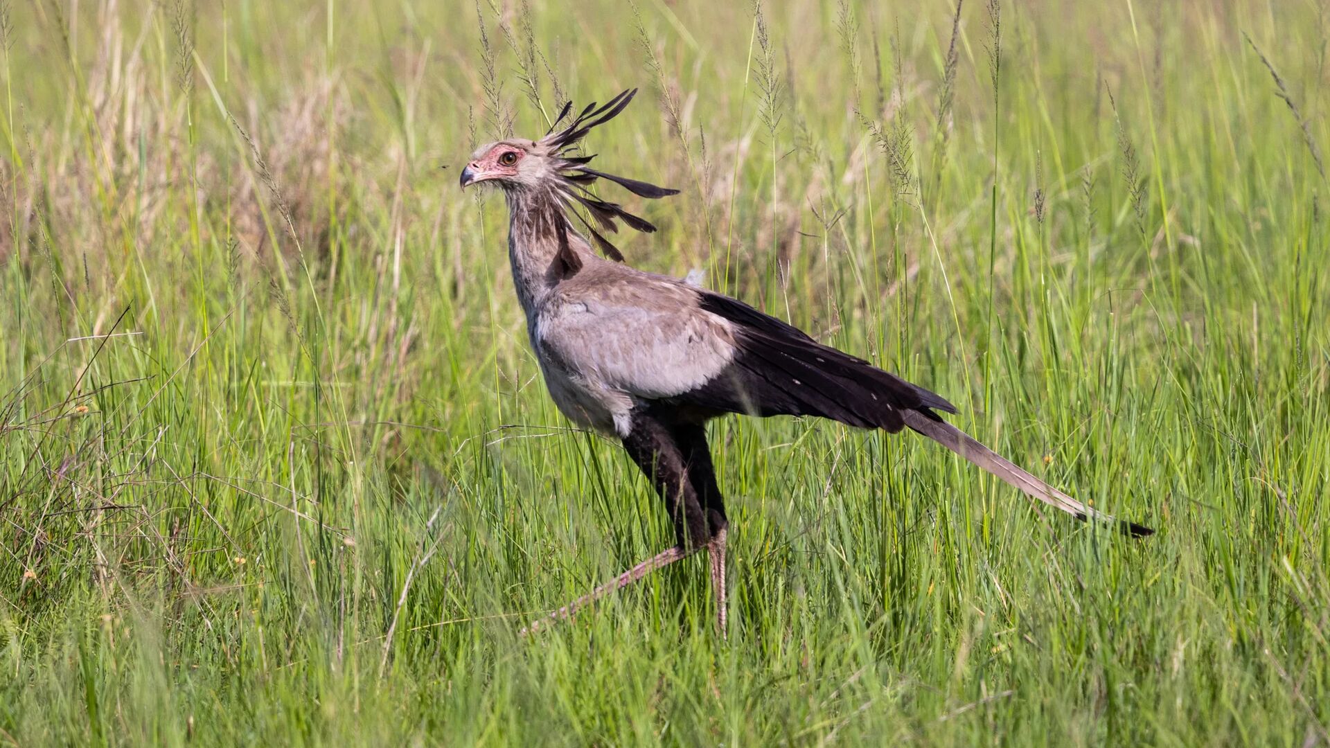 A secretary bird stands in green grassland, its long legs and distinctive crest feathers visible as it scans for prey.