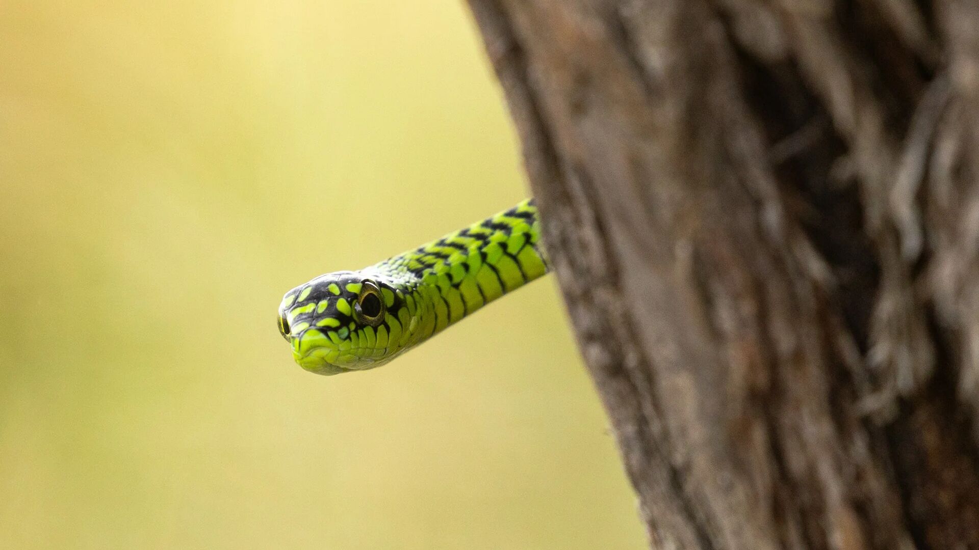 A bright green snake with black markings extends its head from behind a tree trunk, its eyes alert against a softly blurred natural background.