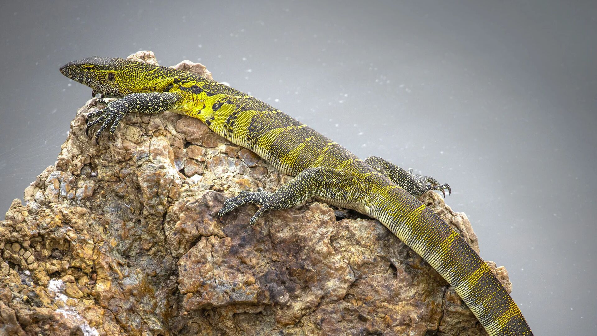 A large yellow-and-black monitor lizard lies stretched across a rocky outcrop, basking in the sun against a soft, neutral background.