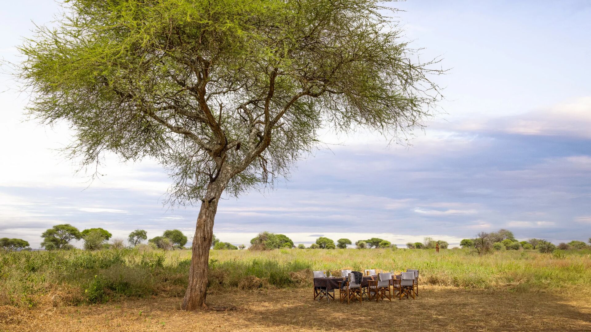 An outdoor lunch table arranged under a tall acacia tree, surrounded by open grassland and scattered trees, creating a peaceful bush dining setting.