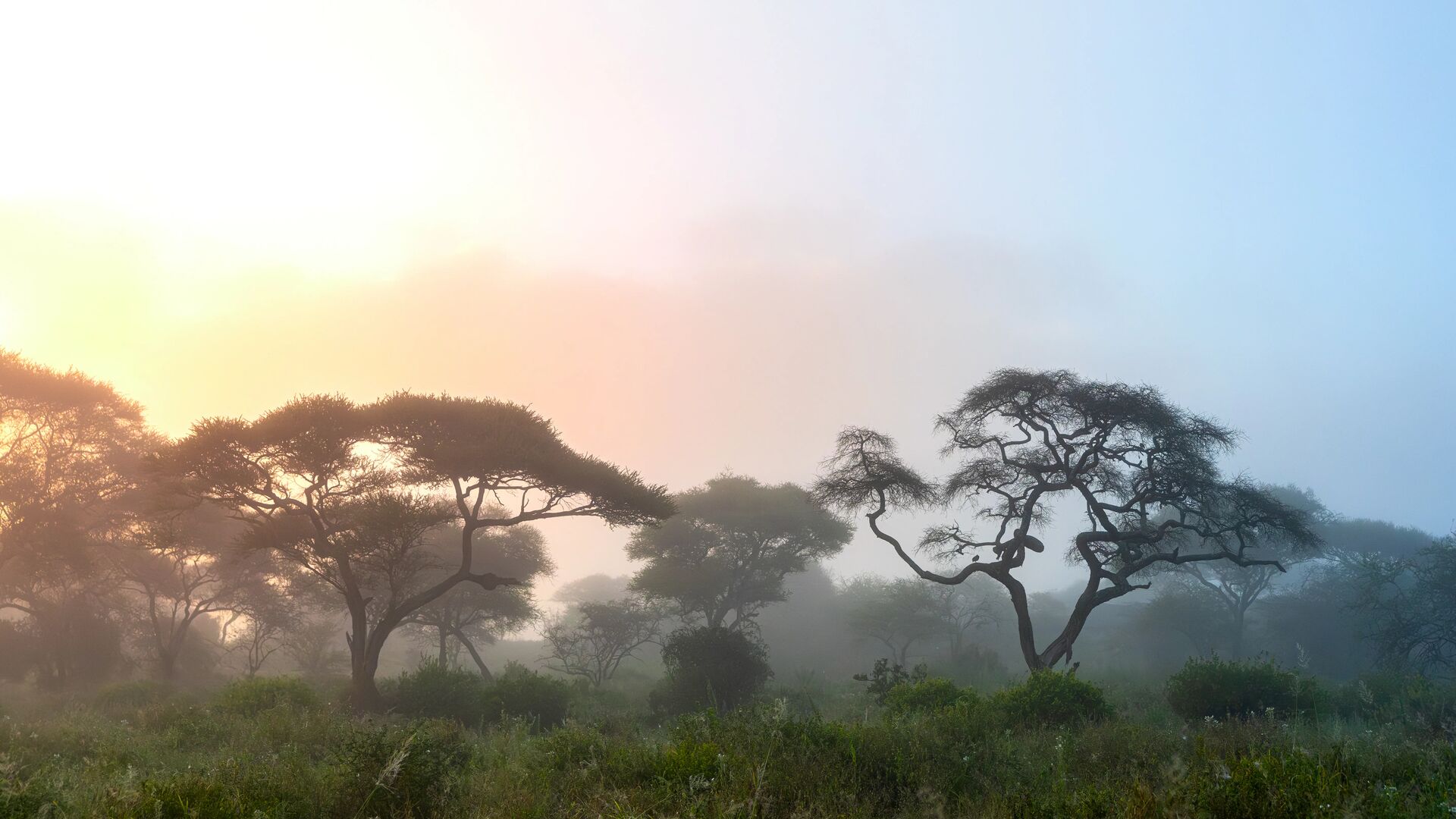 Soft morning light filters through fog among acacia trees in a peaceful savannah landscape