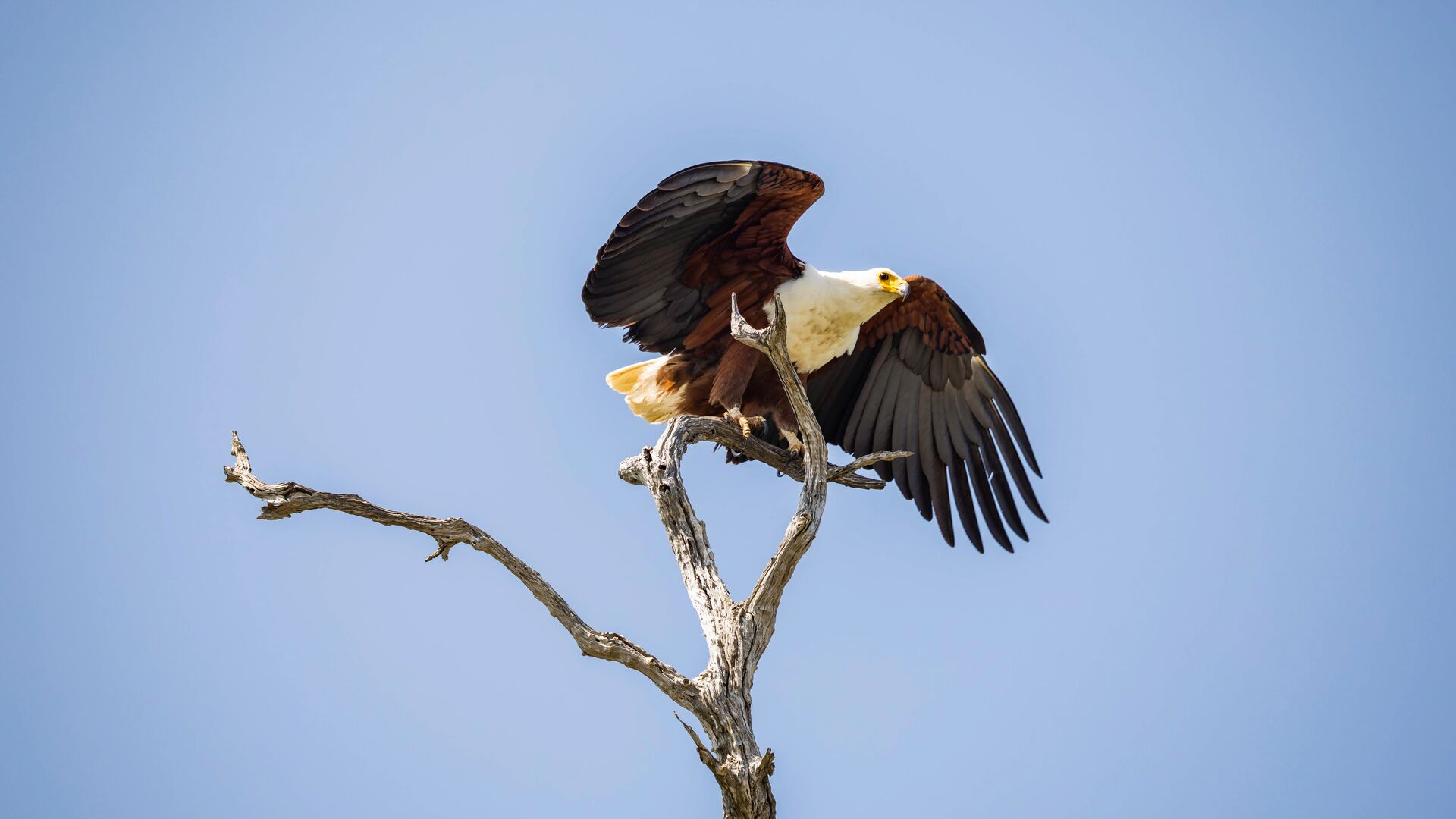 An African fish eagle perched on a dead tree branch with wings spread against a clear blue sky