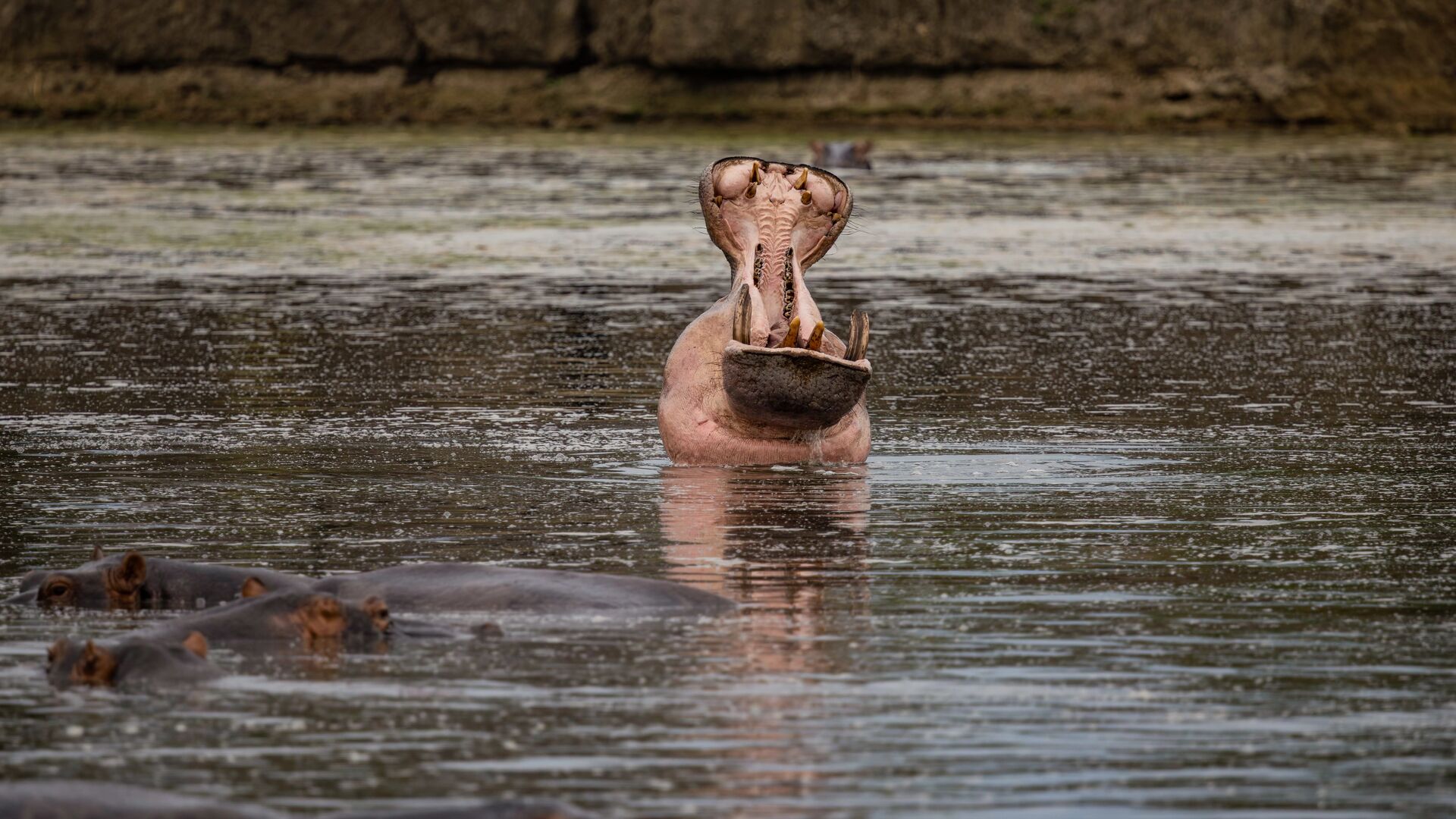 A hippopotamus with mouth open wide in a river, with other hippos partially visible nearby