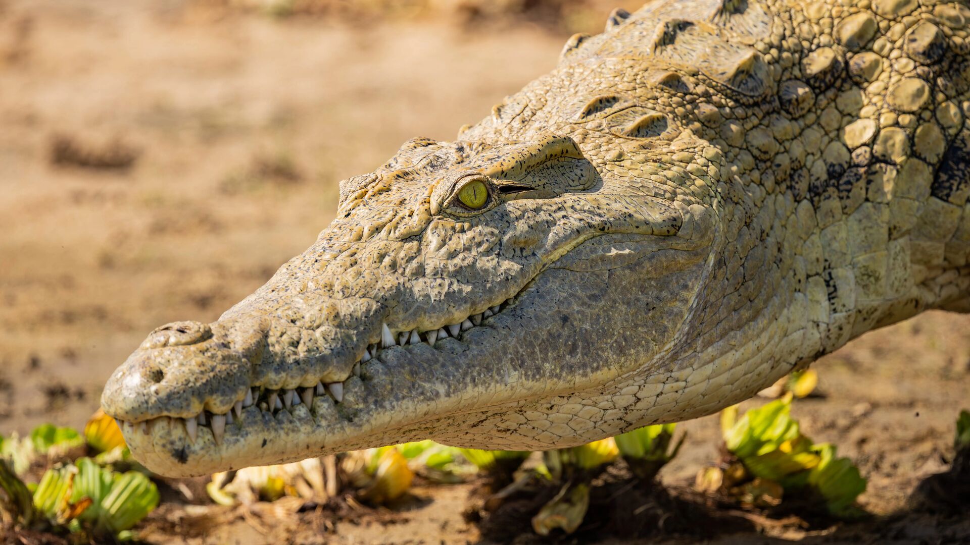 Close-up of a Nile crocodile’s head showing textured scales and sharp teeth on a sandy riverbank