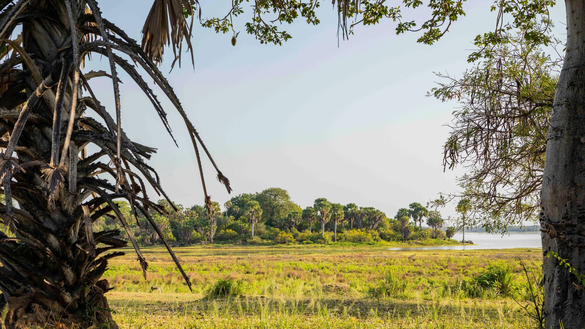 A scenic view of a river in the Nyerere National Park with grassy banks and palm trees under a clear sky
