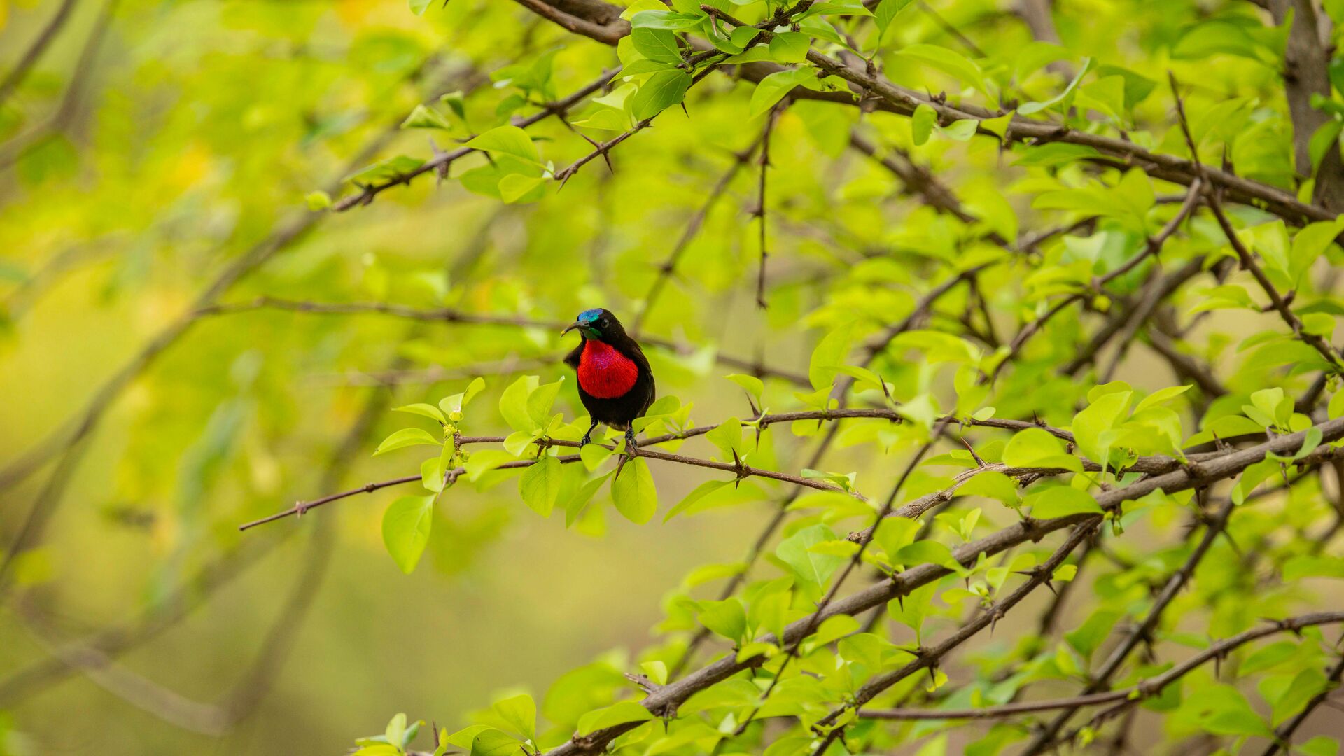 A small scarlet chested sunbird perched on a leafy branch in the Nyerere National Park