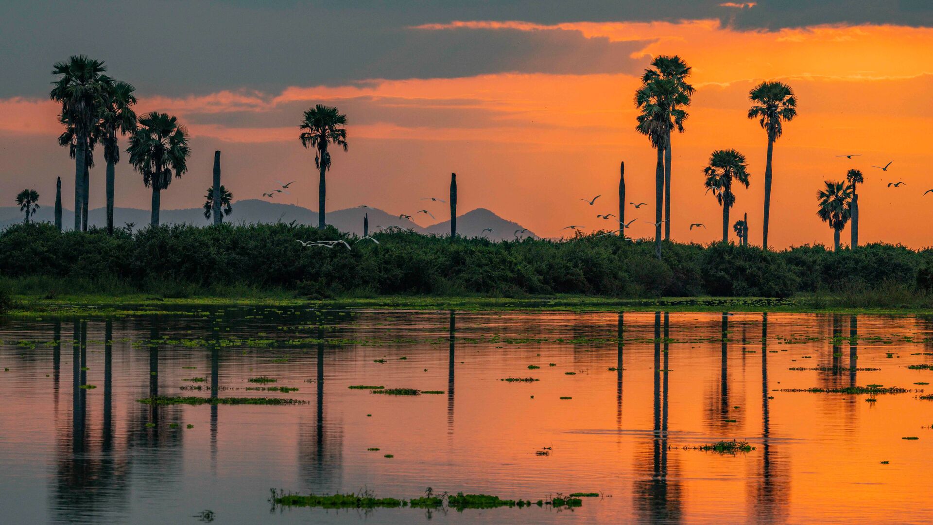 Palm trees silhouetted against an orange sunset with reflections shimmering in Nyerere National Park