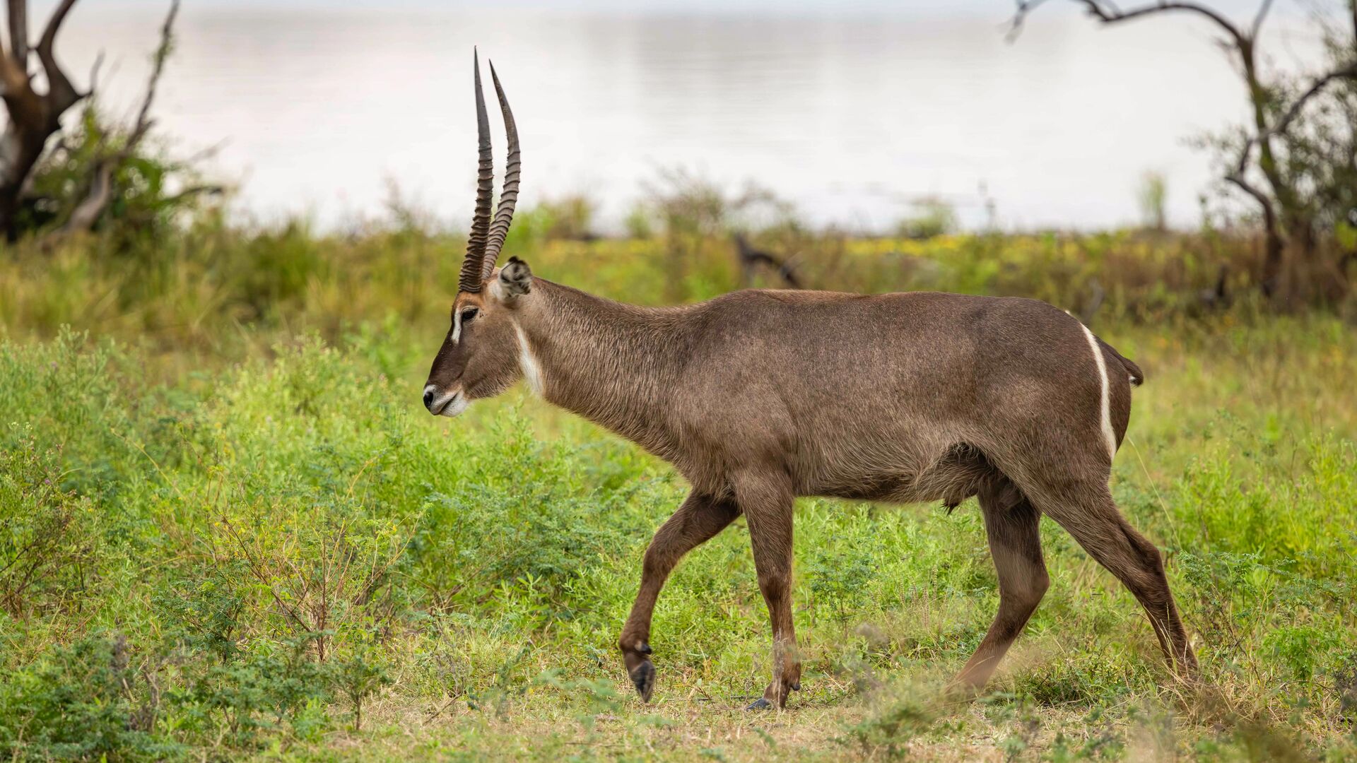 A waterbuck antelope walking through grassy vegetation near a river in Nyerere National Park