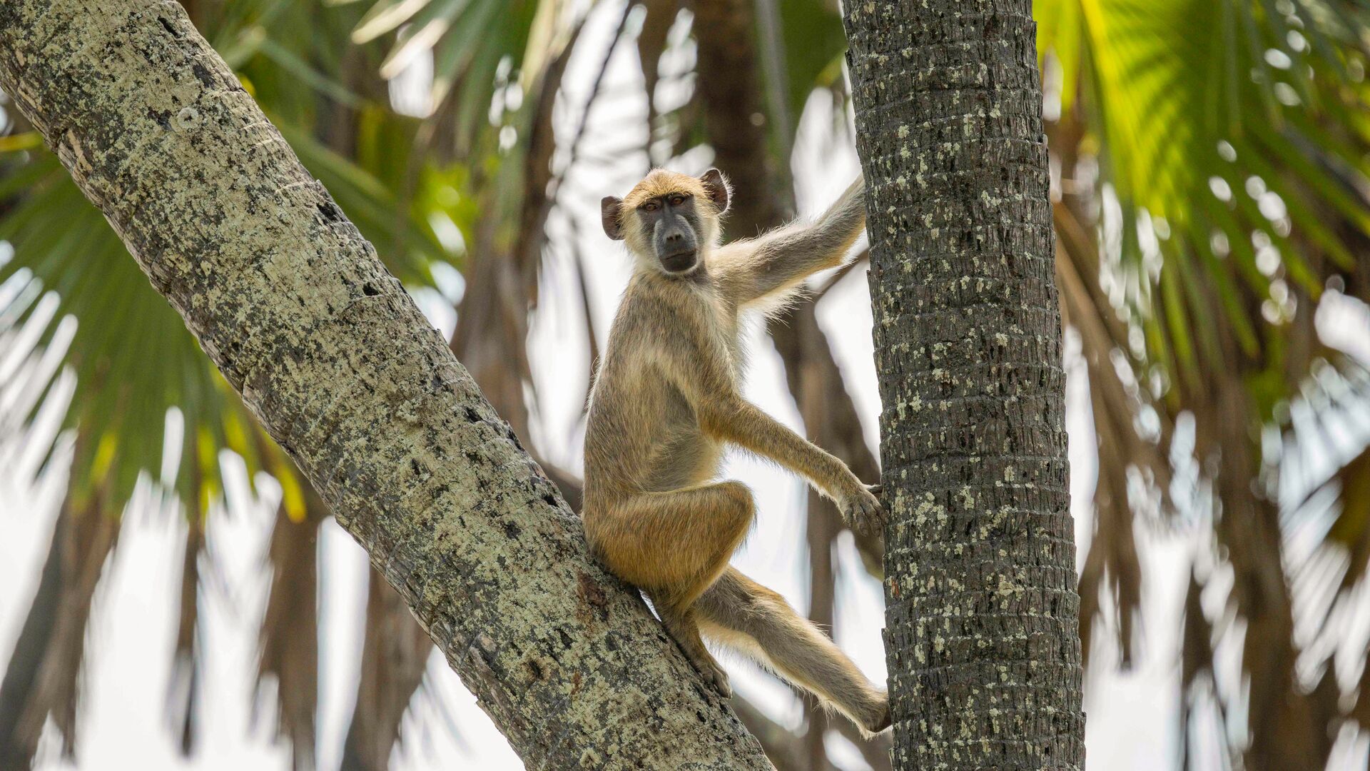 A yellow baboon sitting on a tree trunk surrounded by palm leaves, looking toward the camera