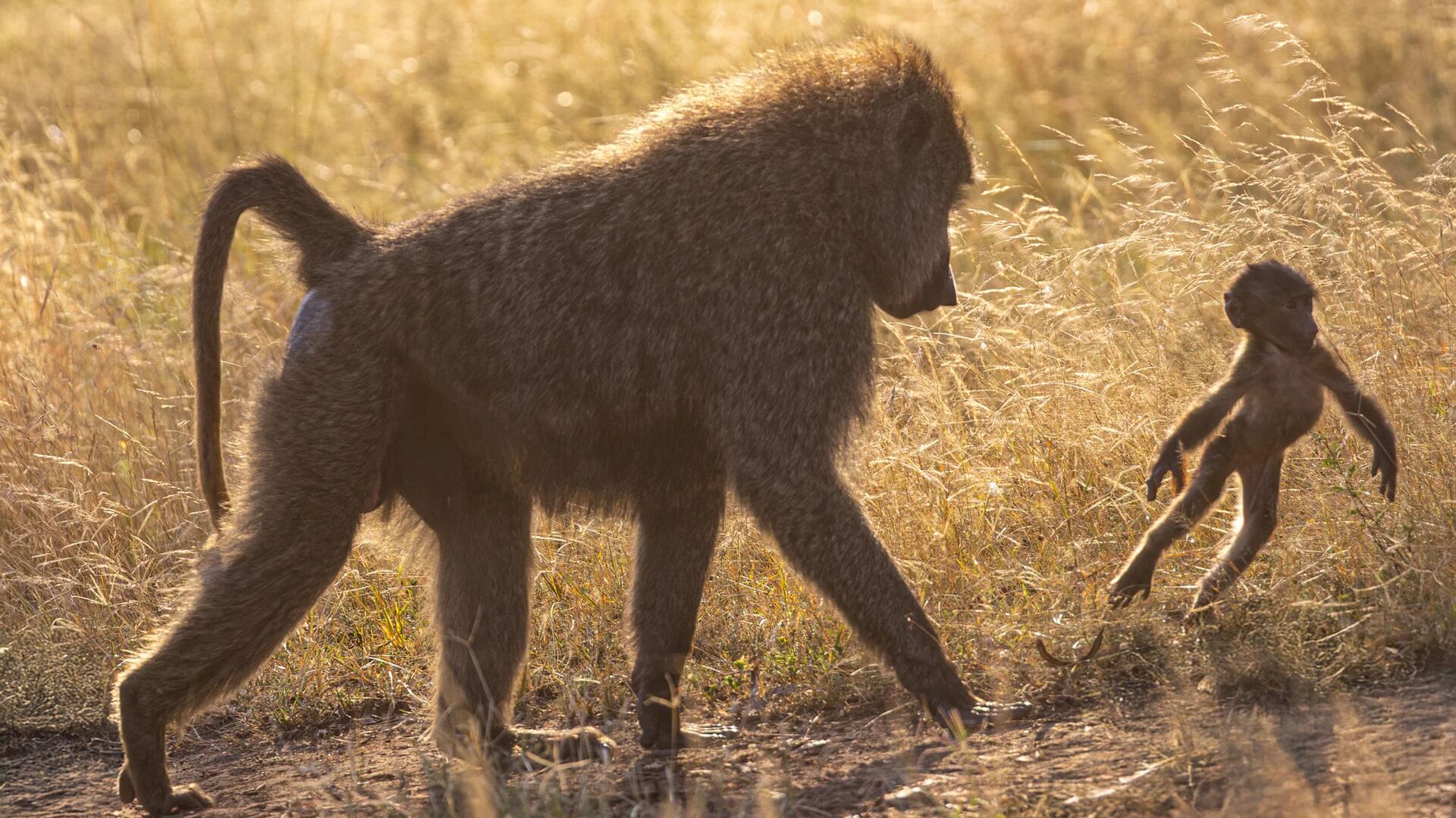 An adult baboon strides through golden grass as a young baboon leaps playfully beside it, backlit by warm sunlight on the Serengeti savannah.
