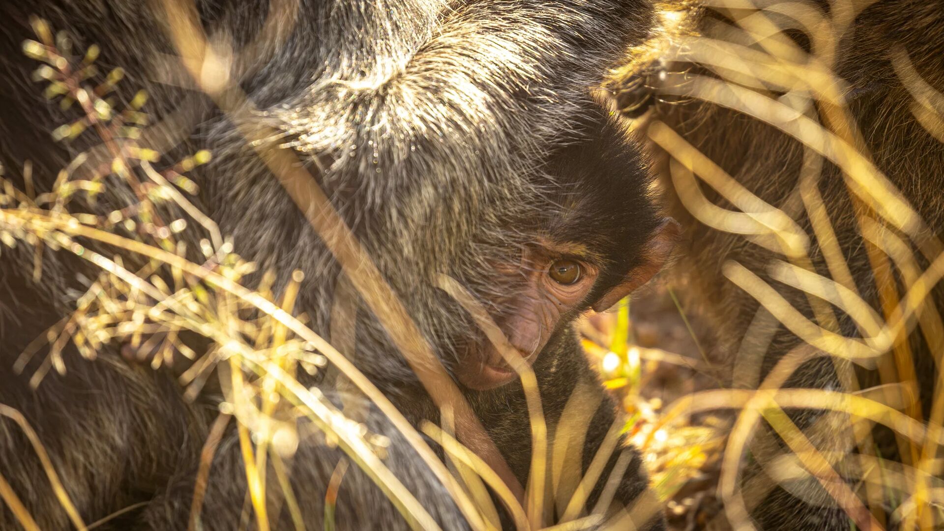 Close-up of a young baboon nestled against an adult, partially hidden by sunlit grass, with warm golden light highlighting fur textures and the baboon’s watchful eye in the Serengeti.