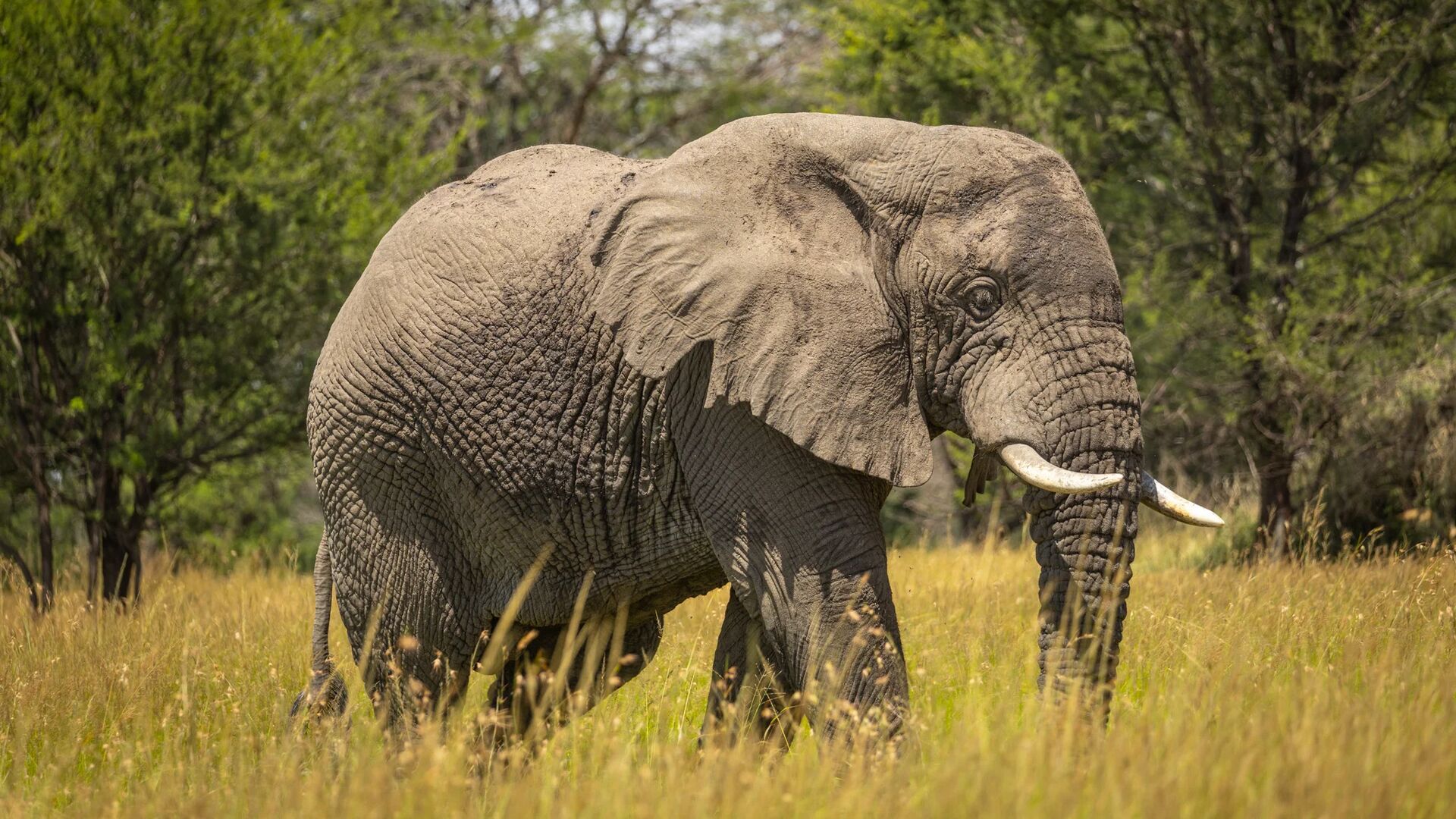 A large African elephant walks through tall golden grass, its wrinkled grey skin and curved tusks clearly visible against a backdrop of green woodland in the Serengeti.